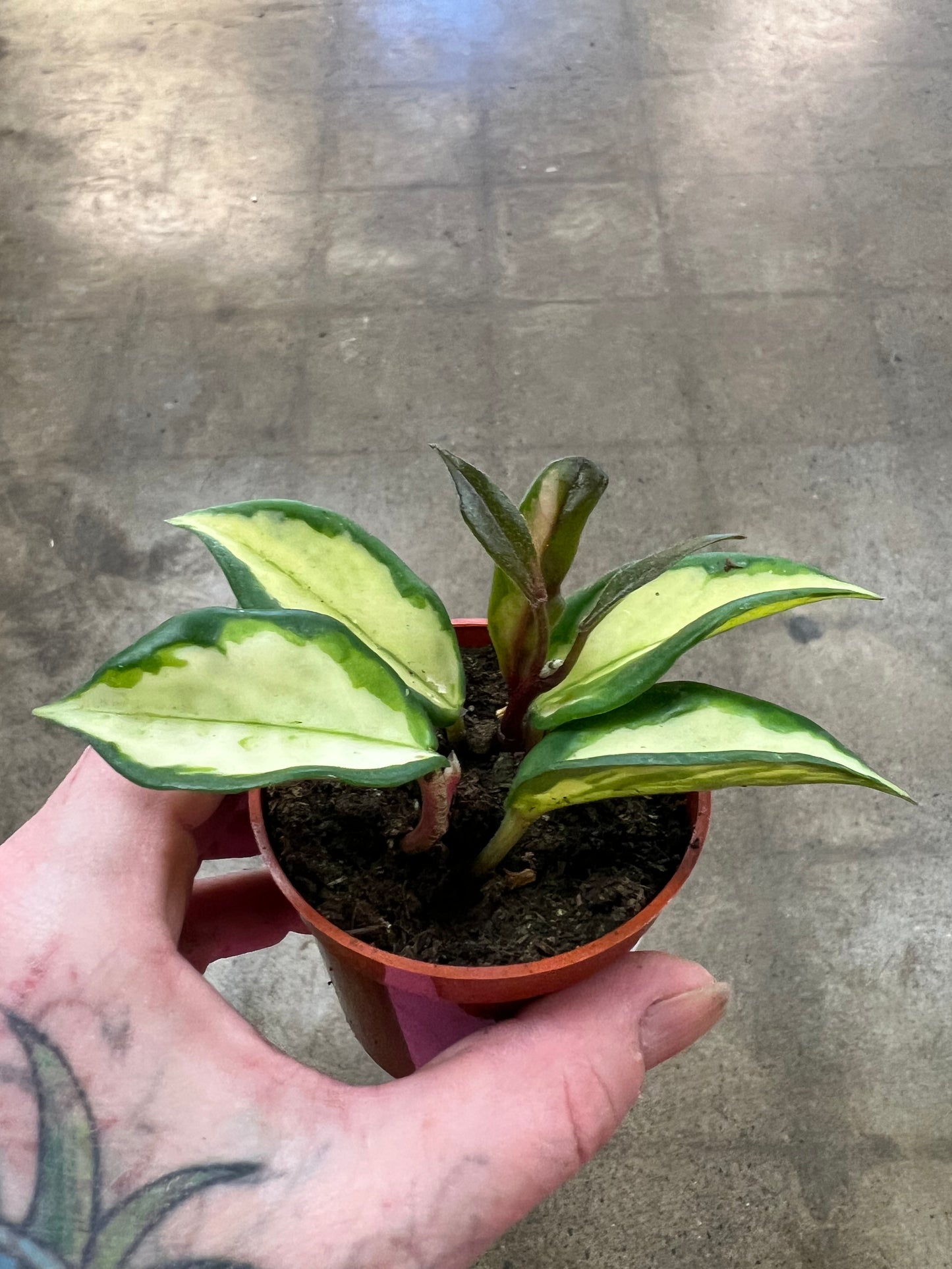 Hoya Carnosa Variegated