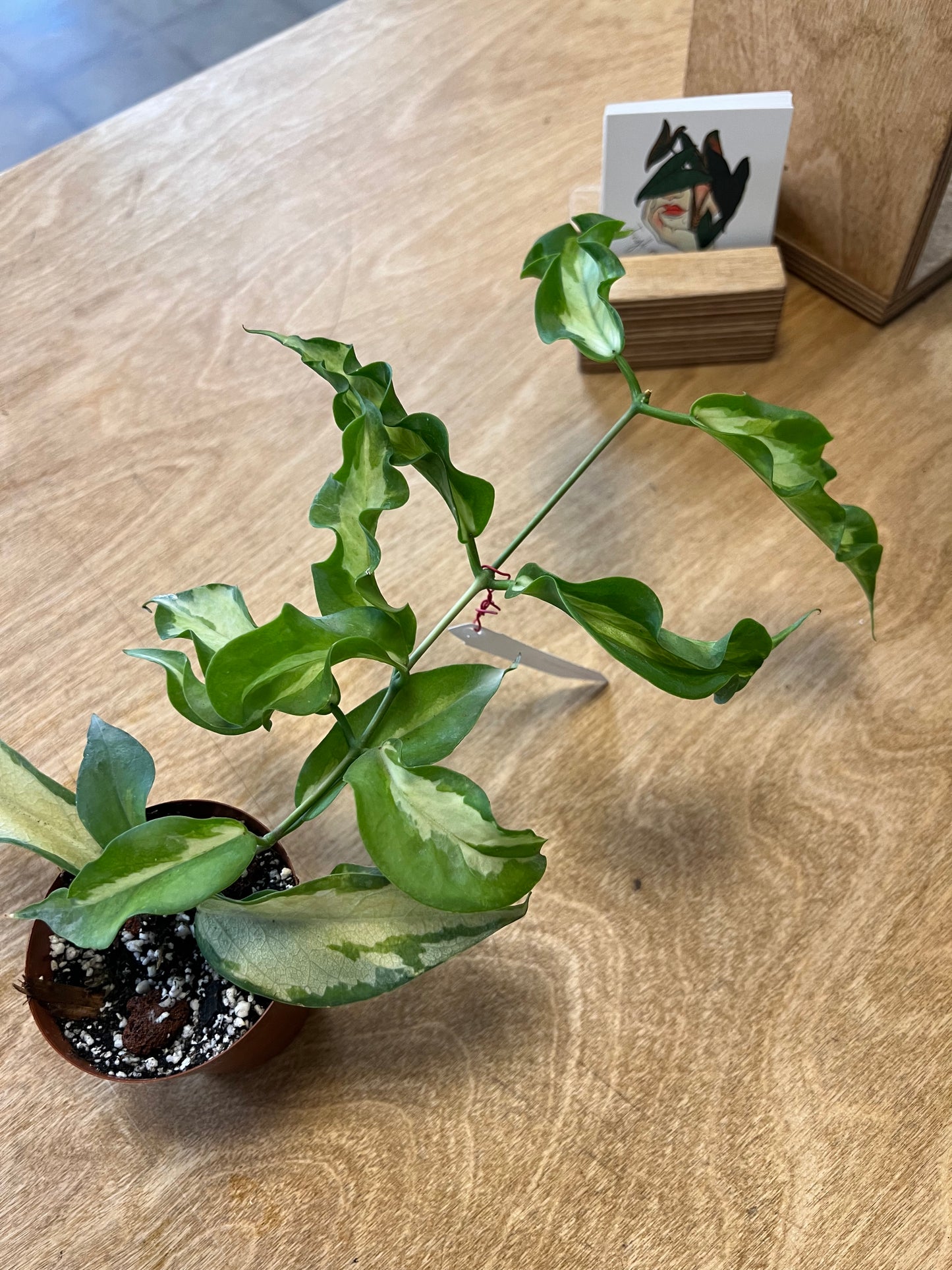 Hoya Kenejiana Variegated