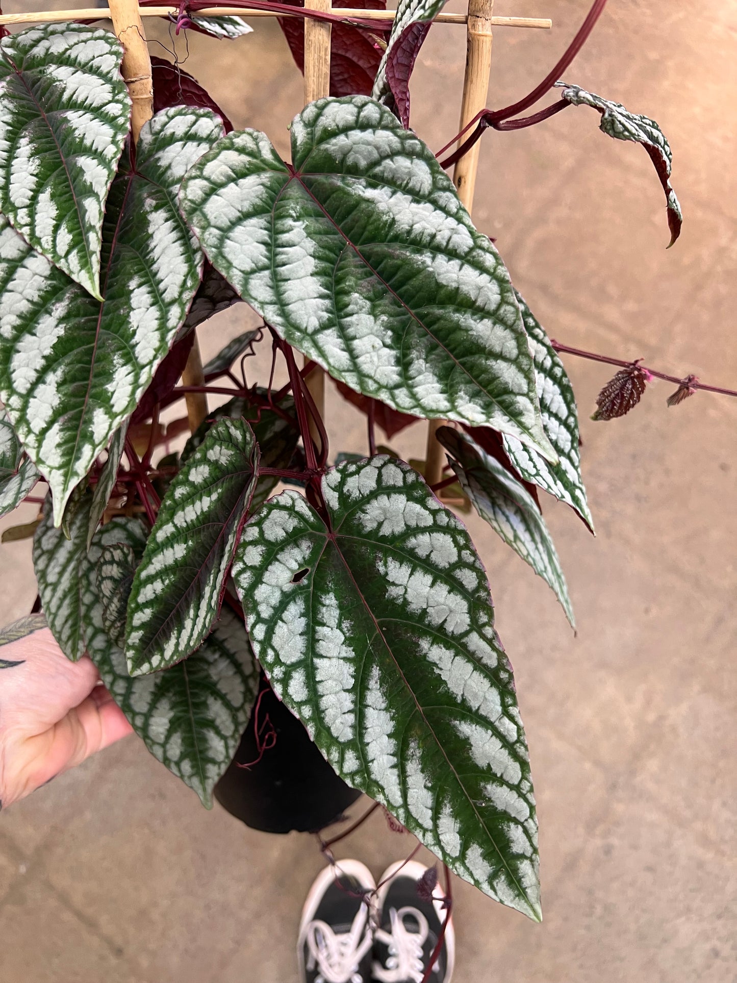 Cissus Discolor