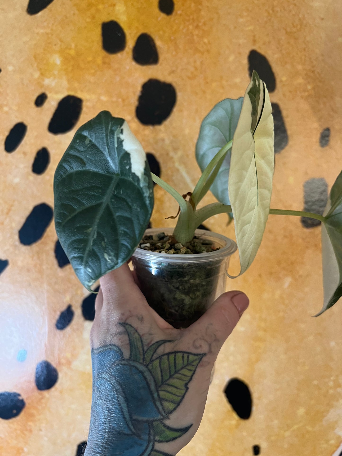 Alocasia Maharani bulb