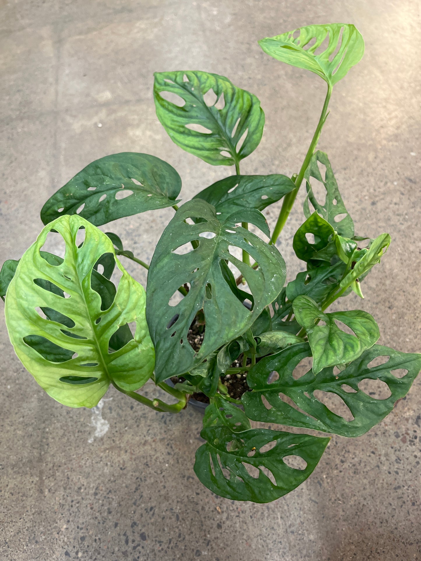 Monstera Adansonii