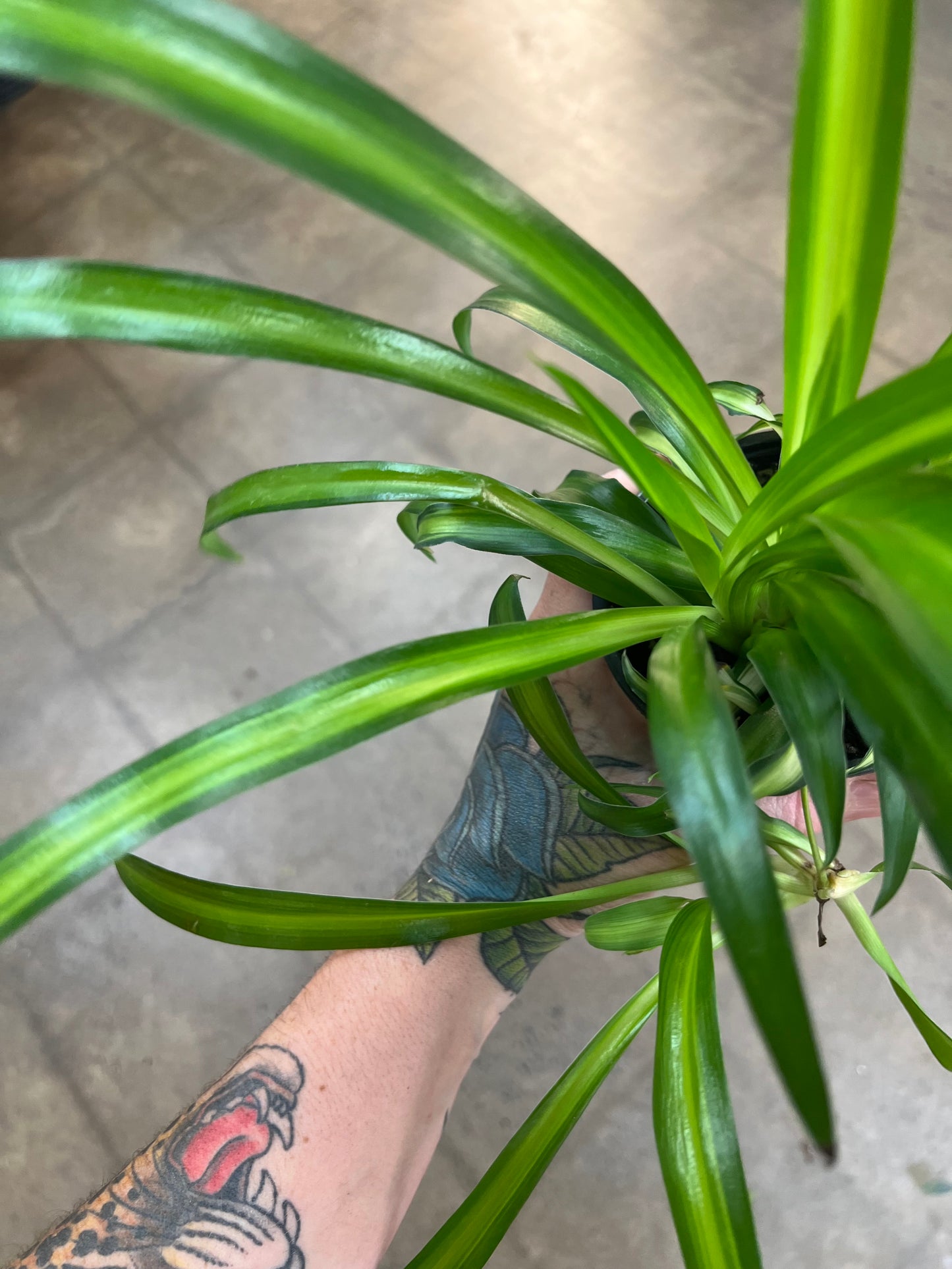 Chlorophytum Asst.