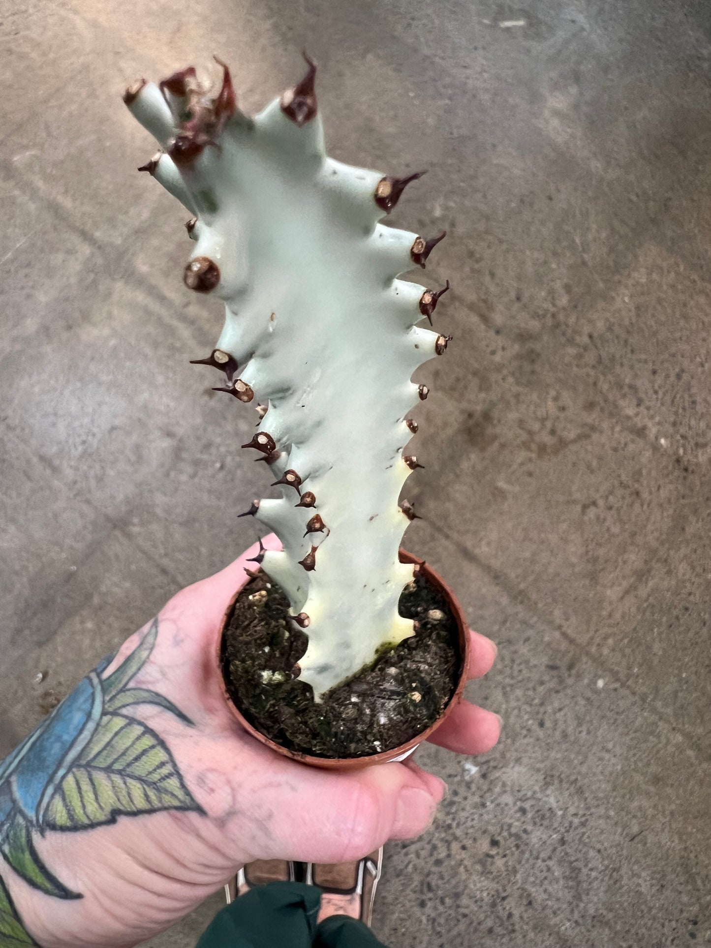 Euphorbia Ghost