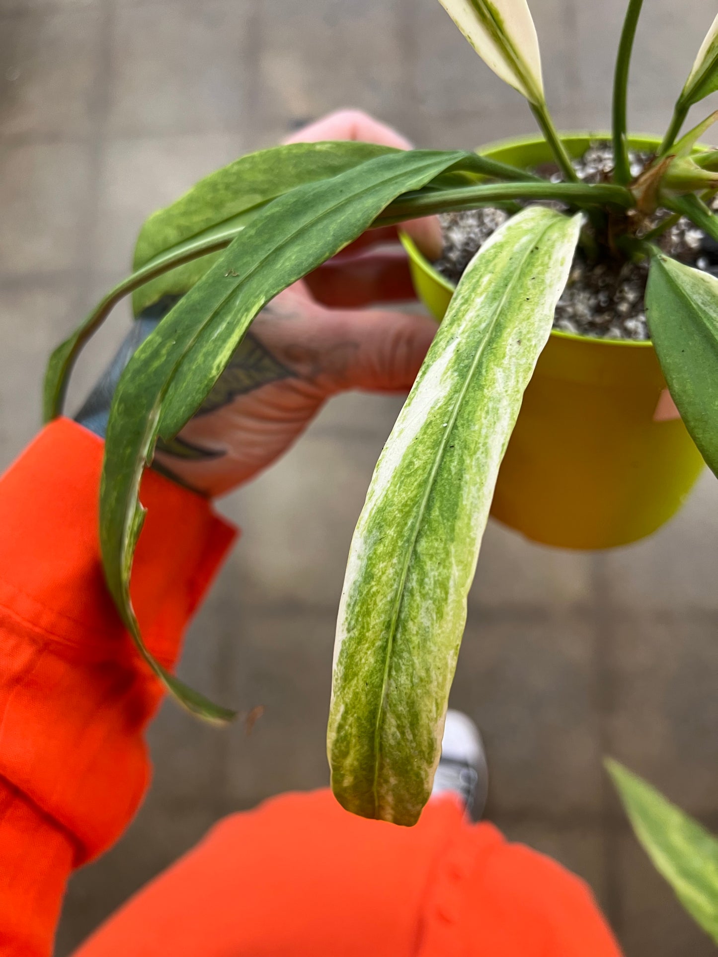 Anthurium Vittarifolium Variegated