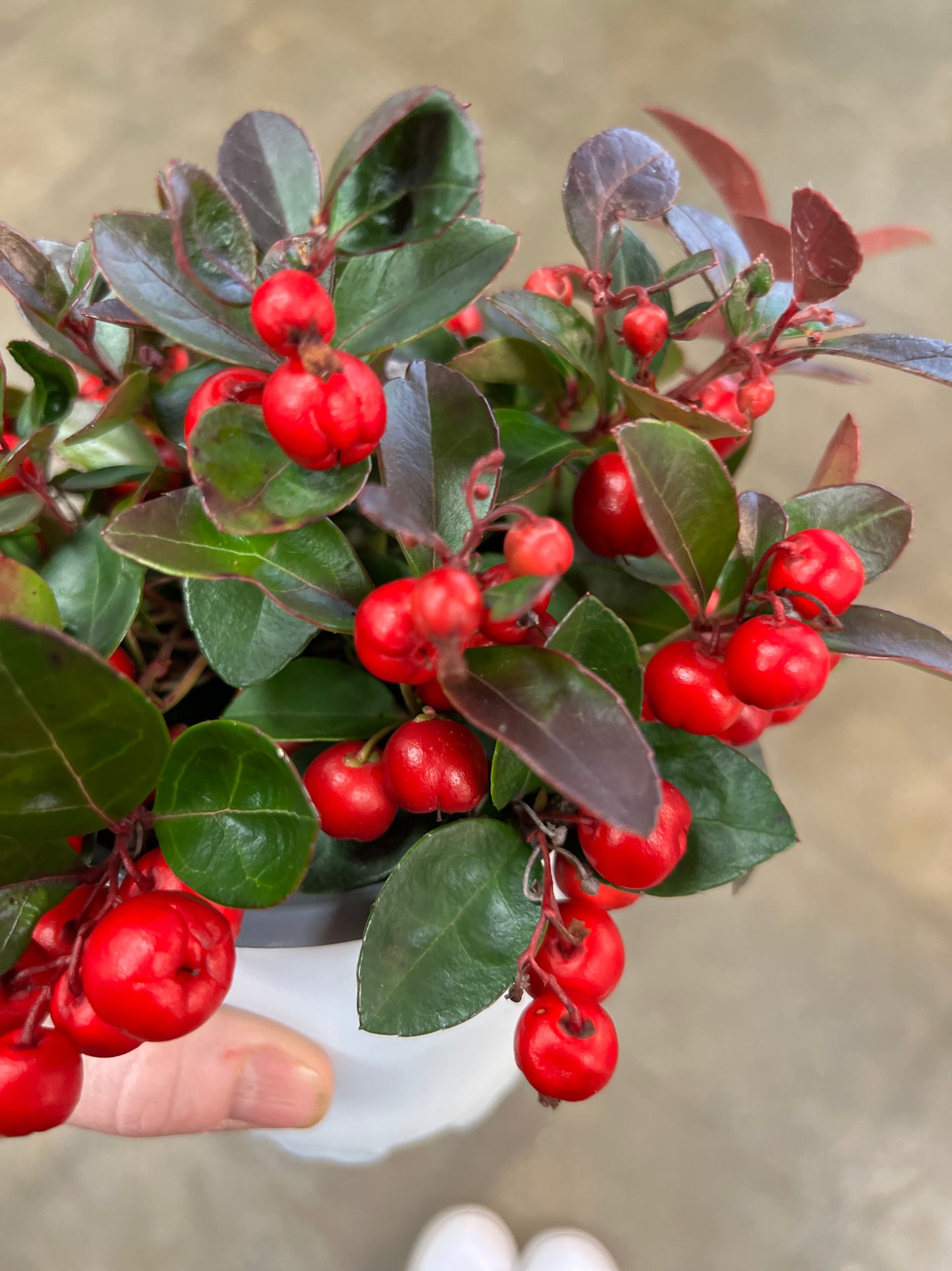 Gaultheria