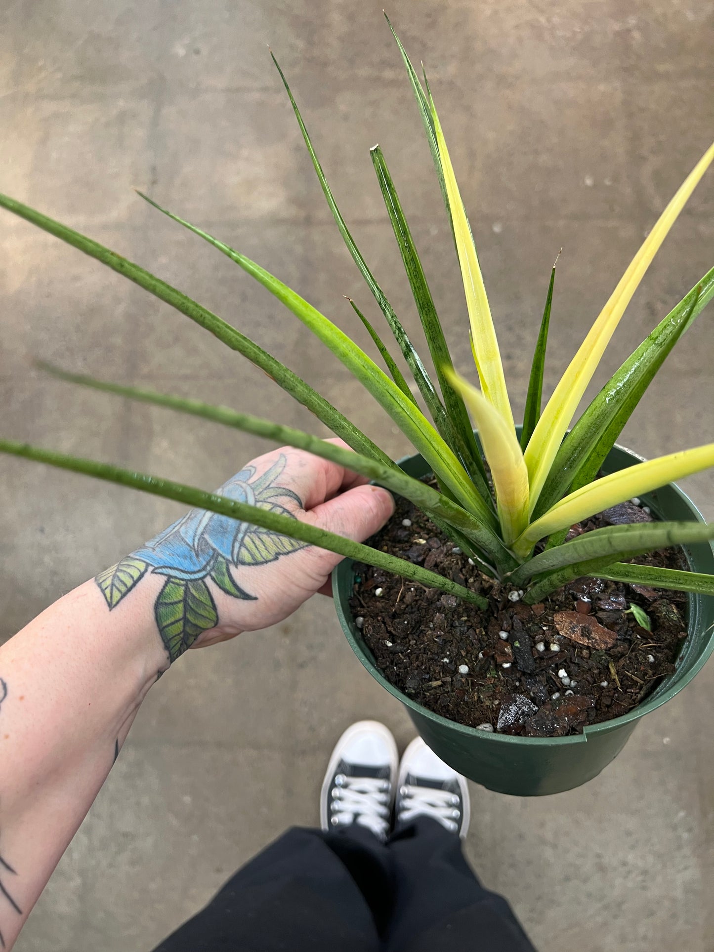 Sansevière White Sword