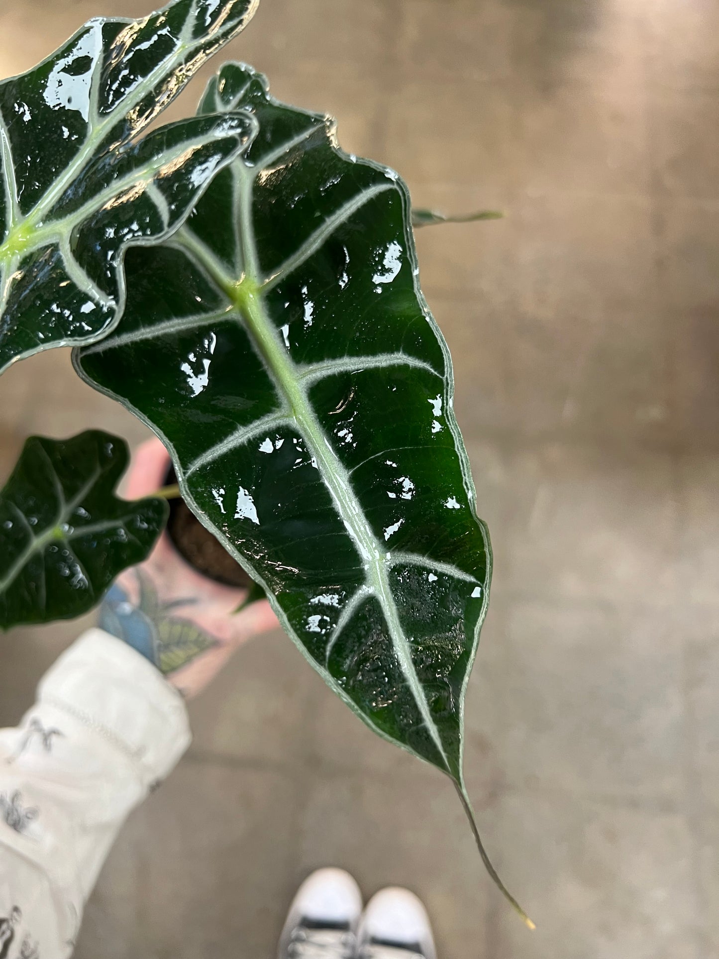 Alocasia Amazonica Polly