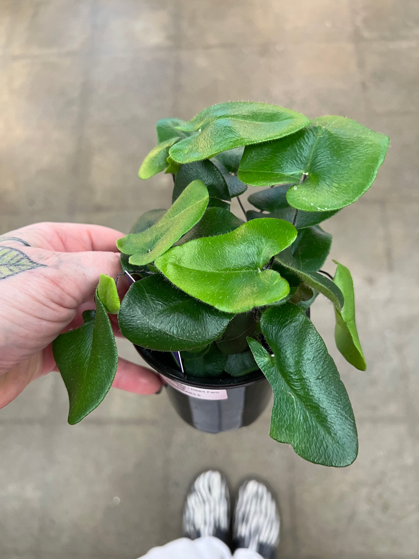 Hemionitis Arifolia / Heart Fern