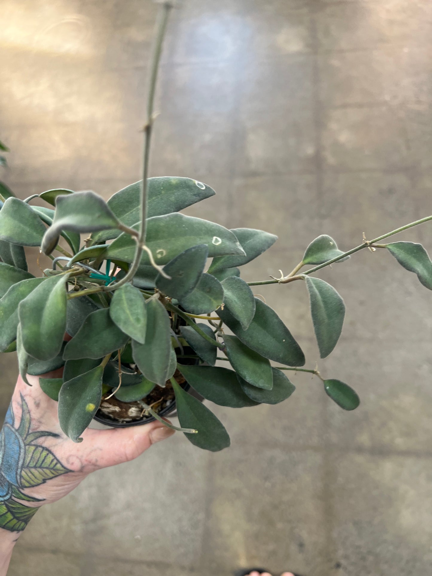 Hoya SP. Burtoniae Phillippines