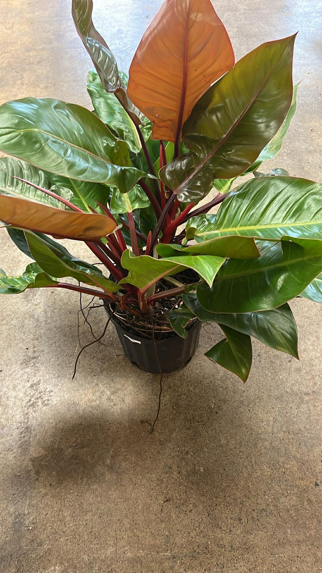 Philodendron Prince Of Orange
