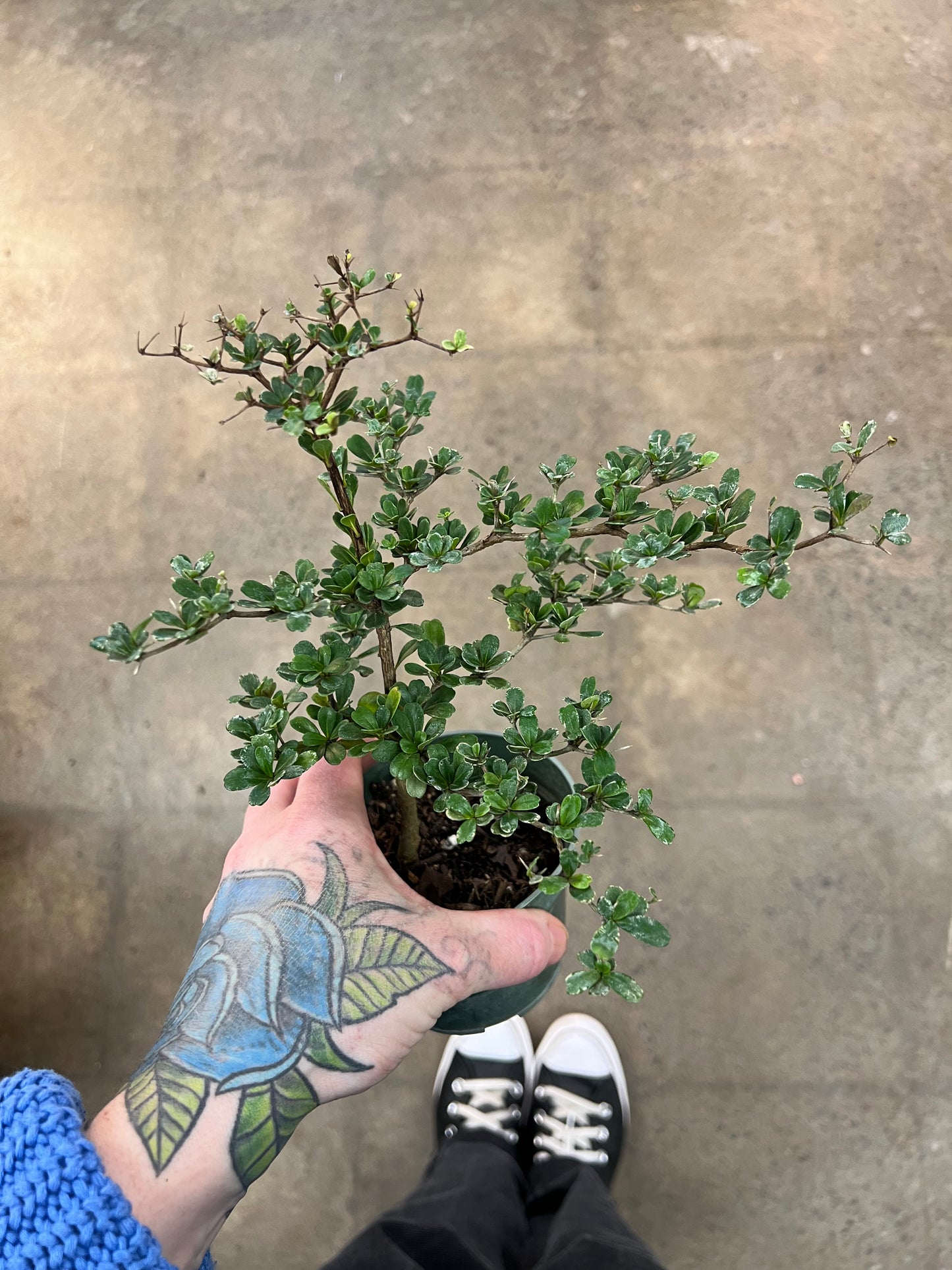 Bonsaï Olive Noire