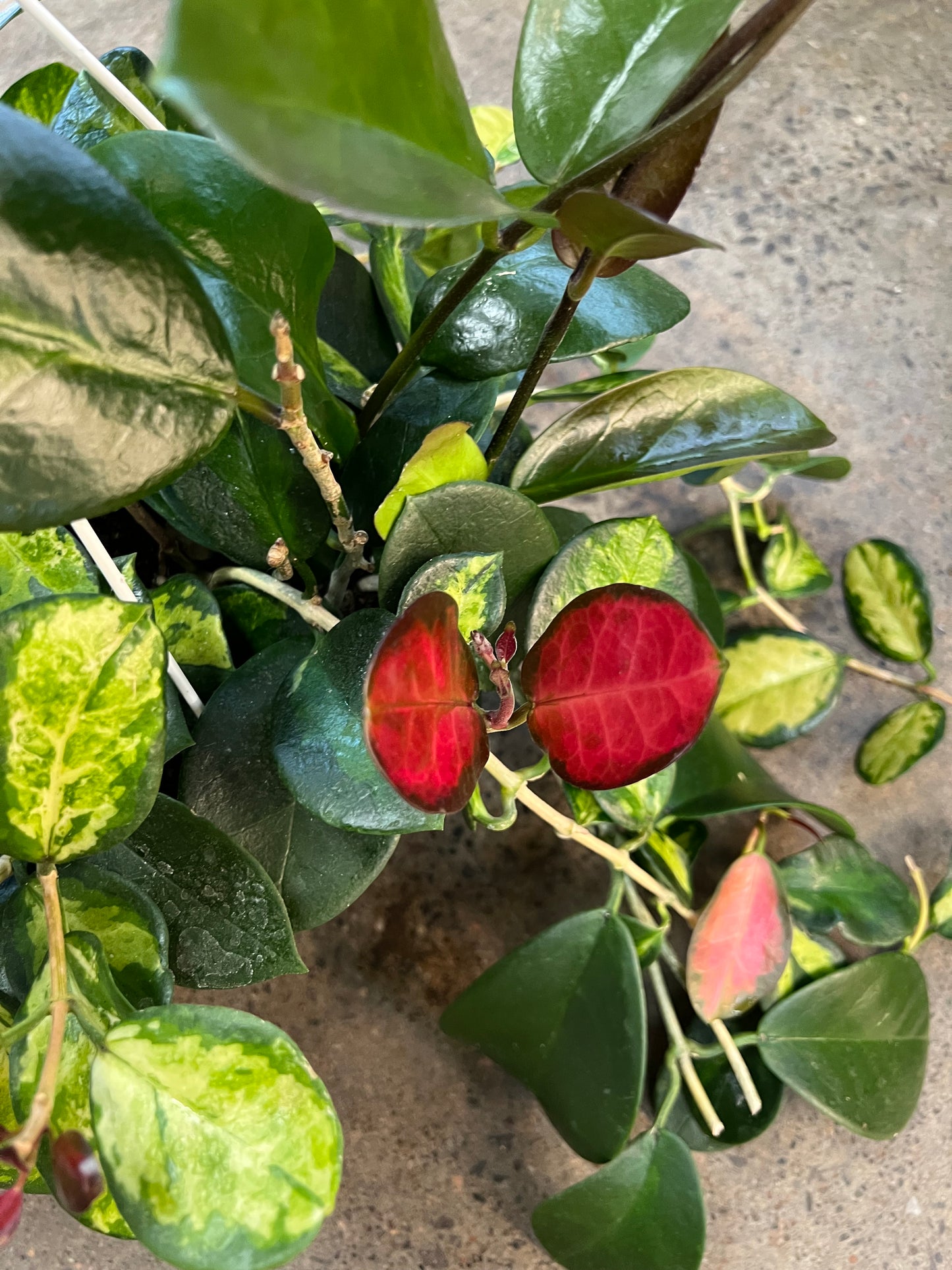 Hoya Australis Lisa