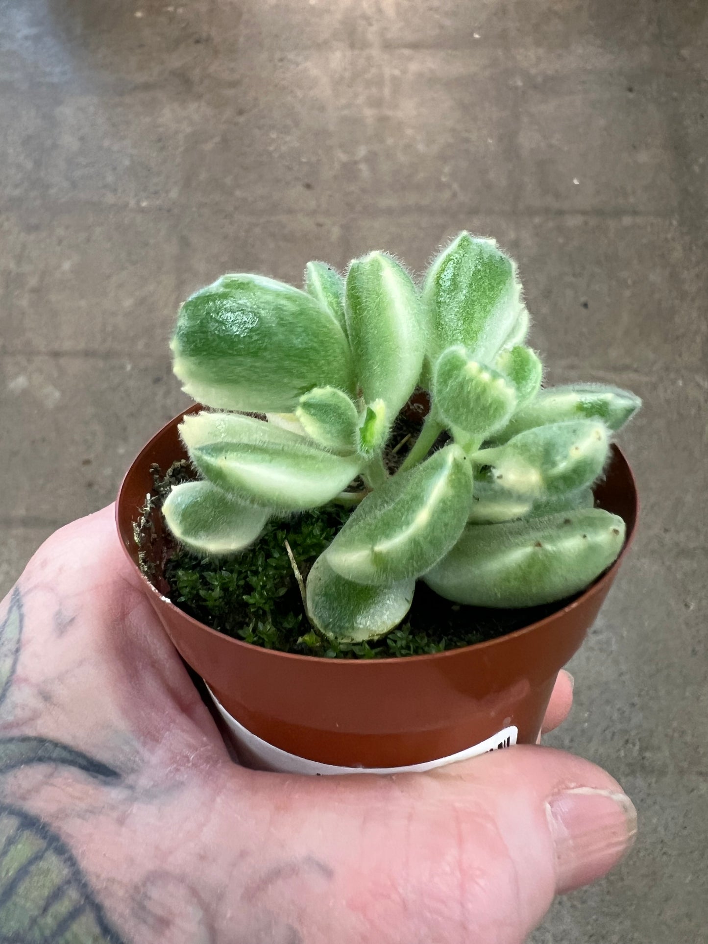 Cotyledon Tomentosa Variegated