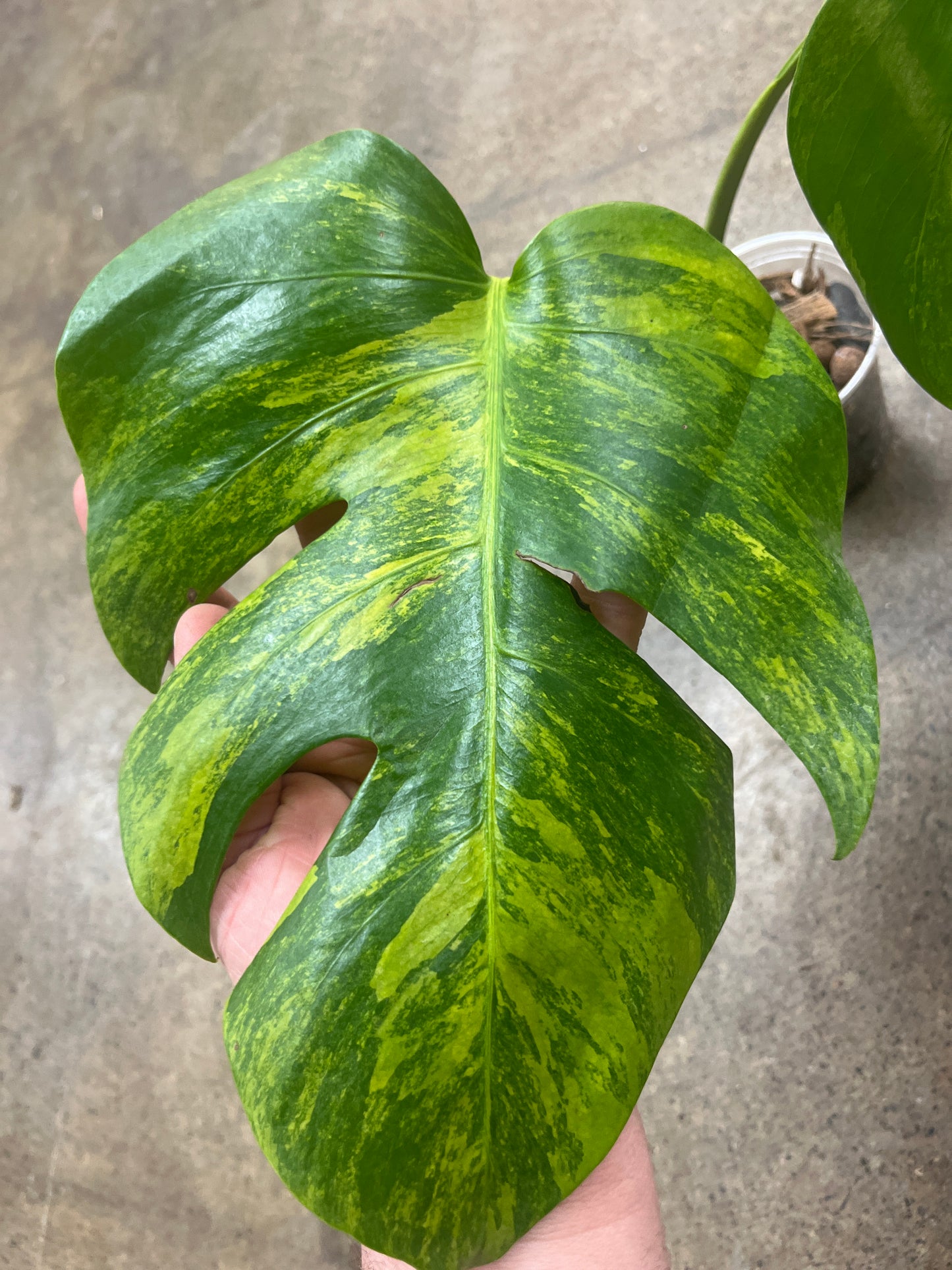 Monstera Green On green