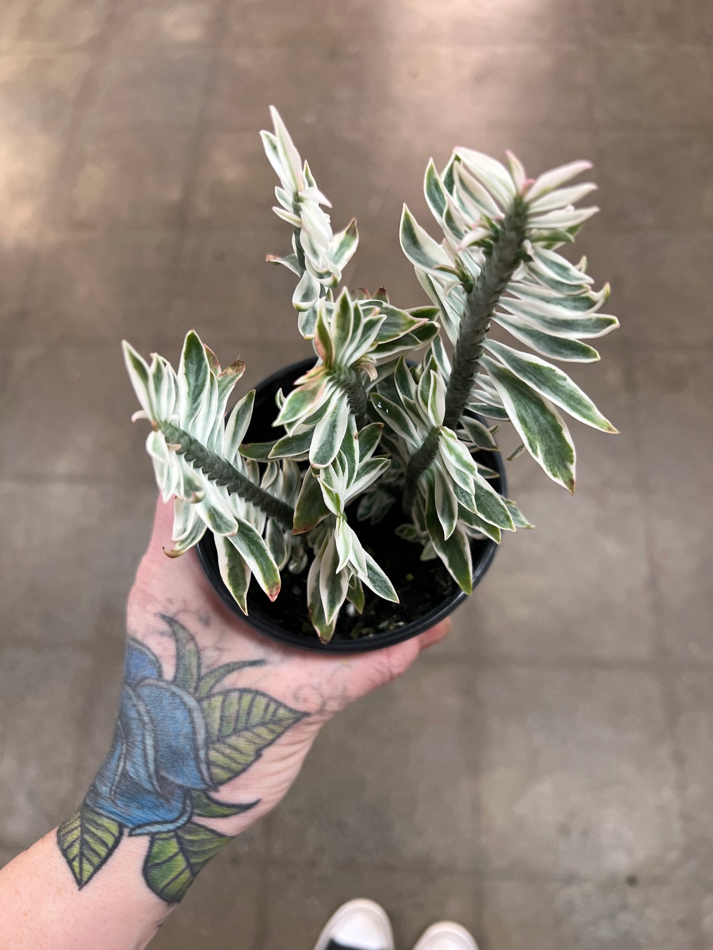 Euphorbia Tithymaloides Variegata