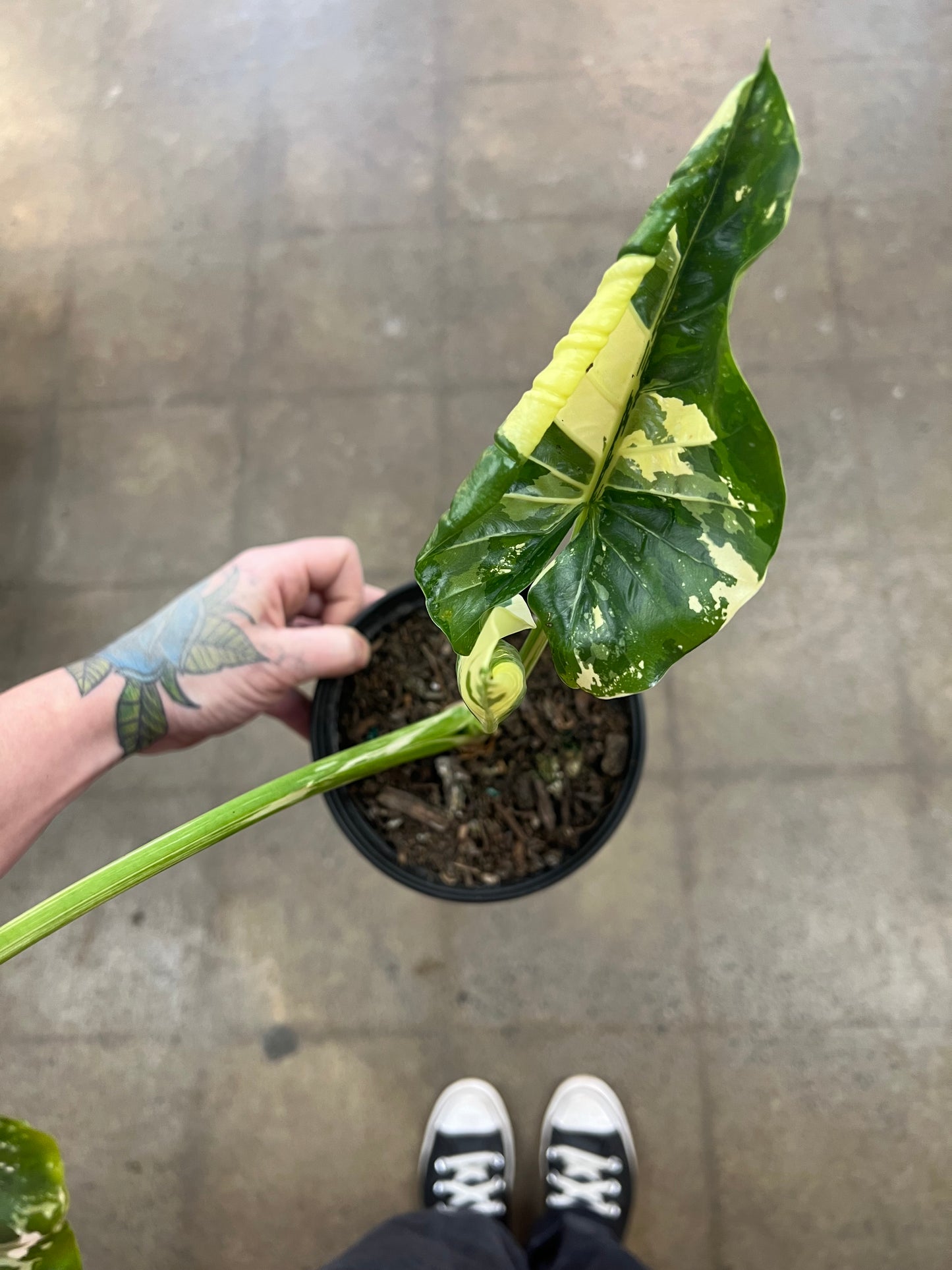Alocasia Appaloosa Variegata