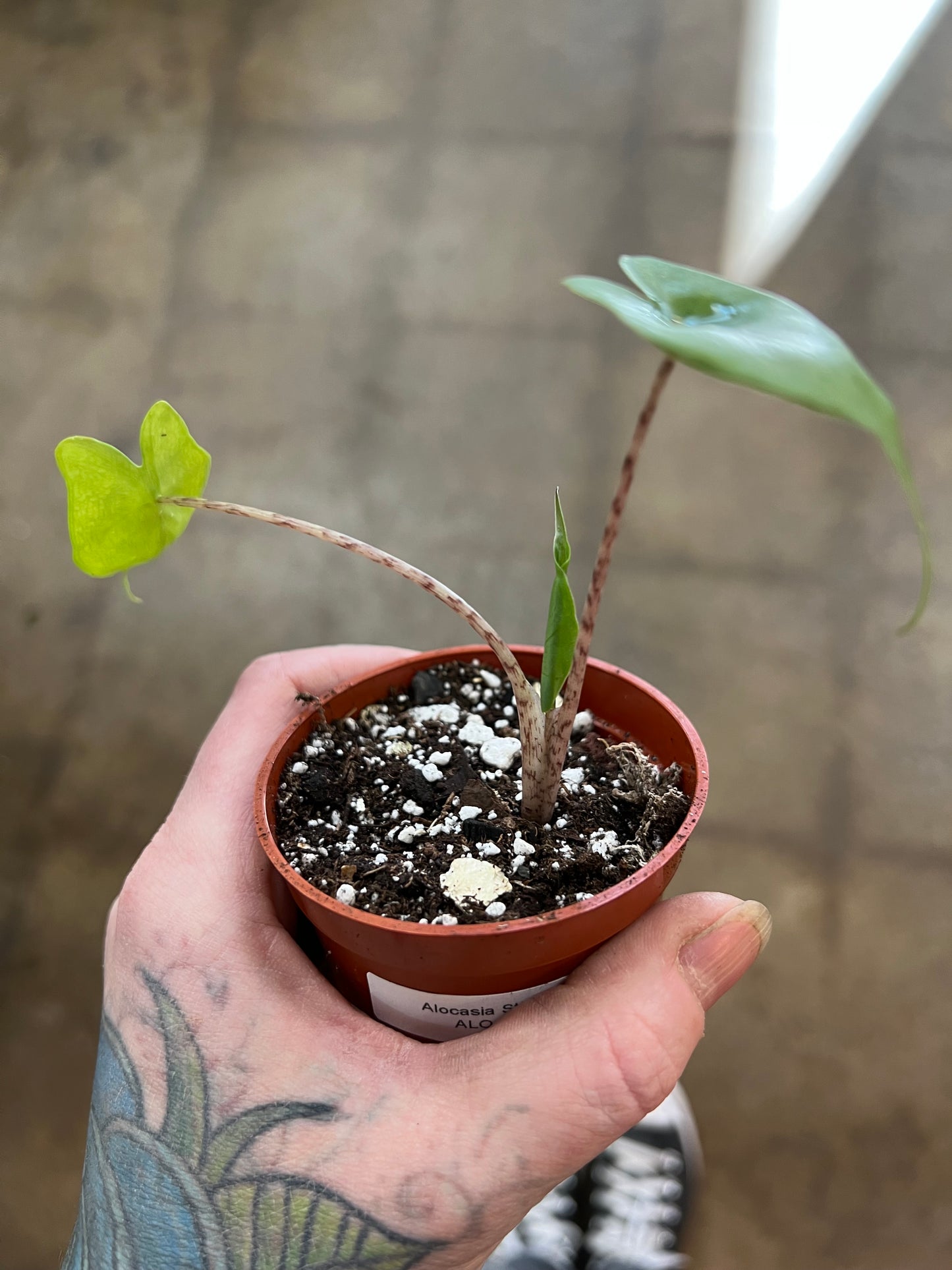 Alocasia Stingray