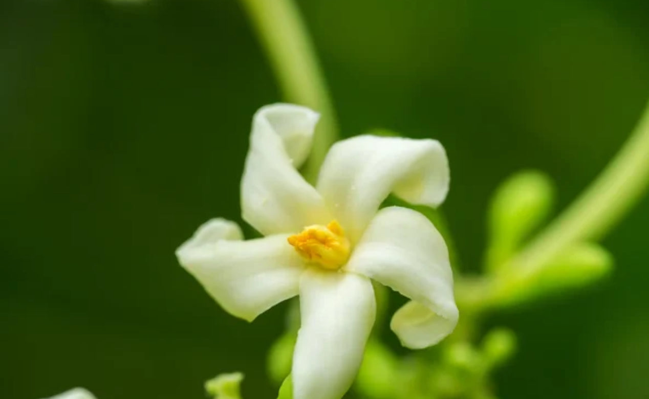 Papaye
