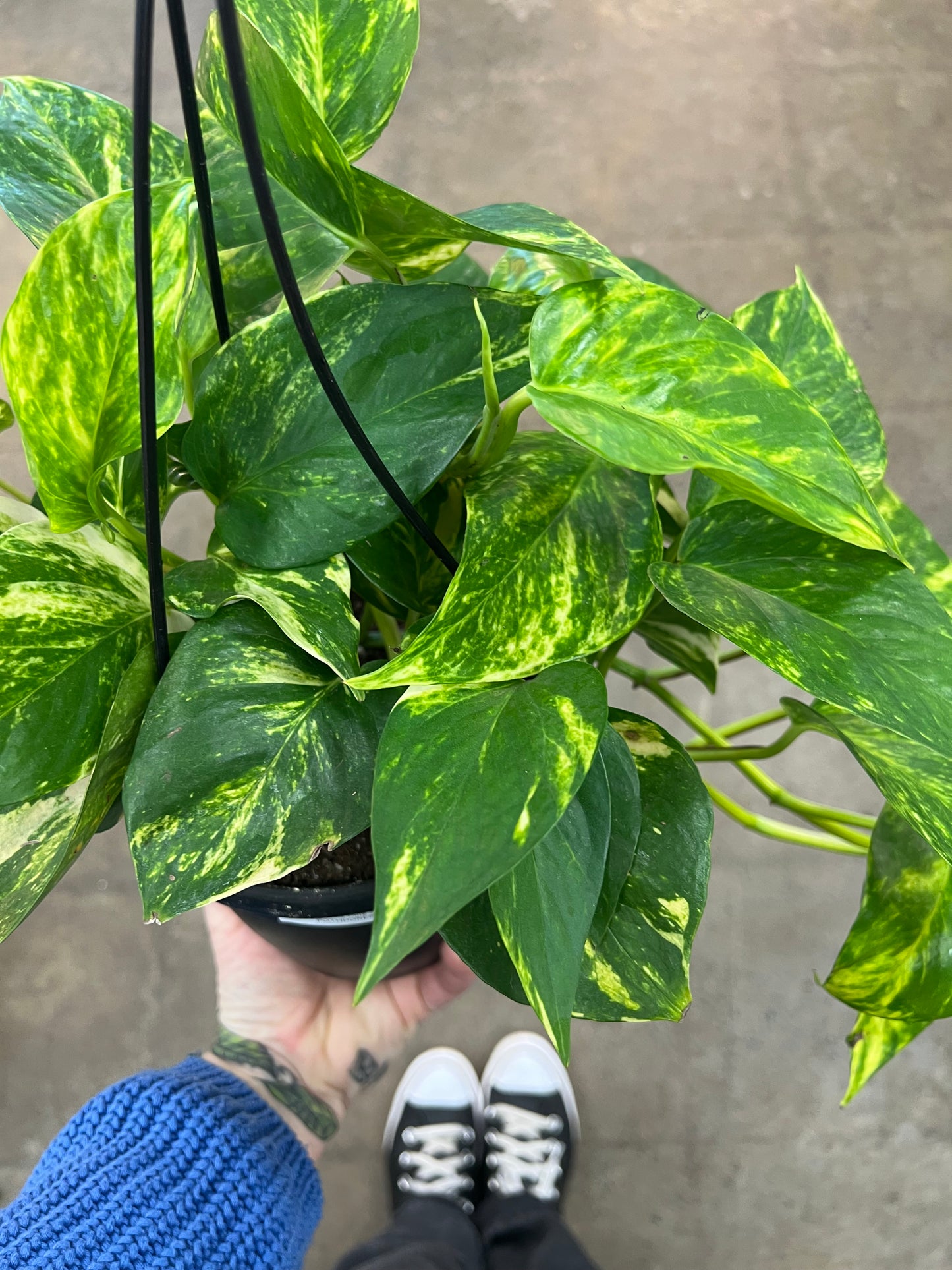 Golden Pothos