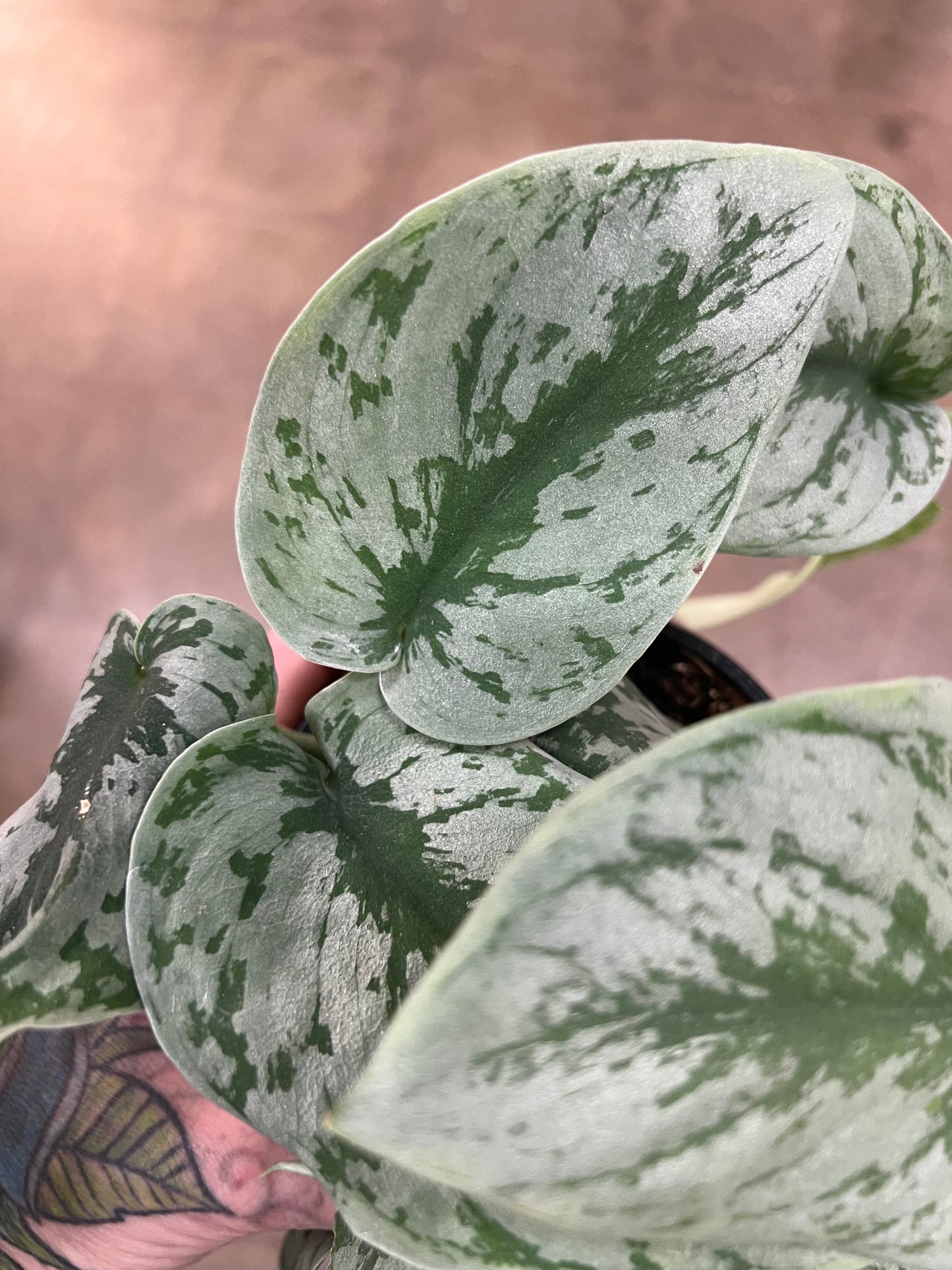 Scindapsus Silver Satin