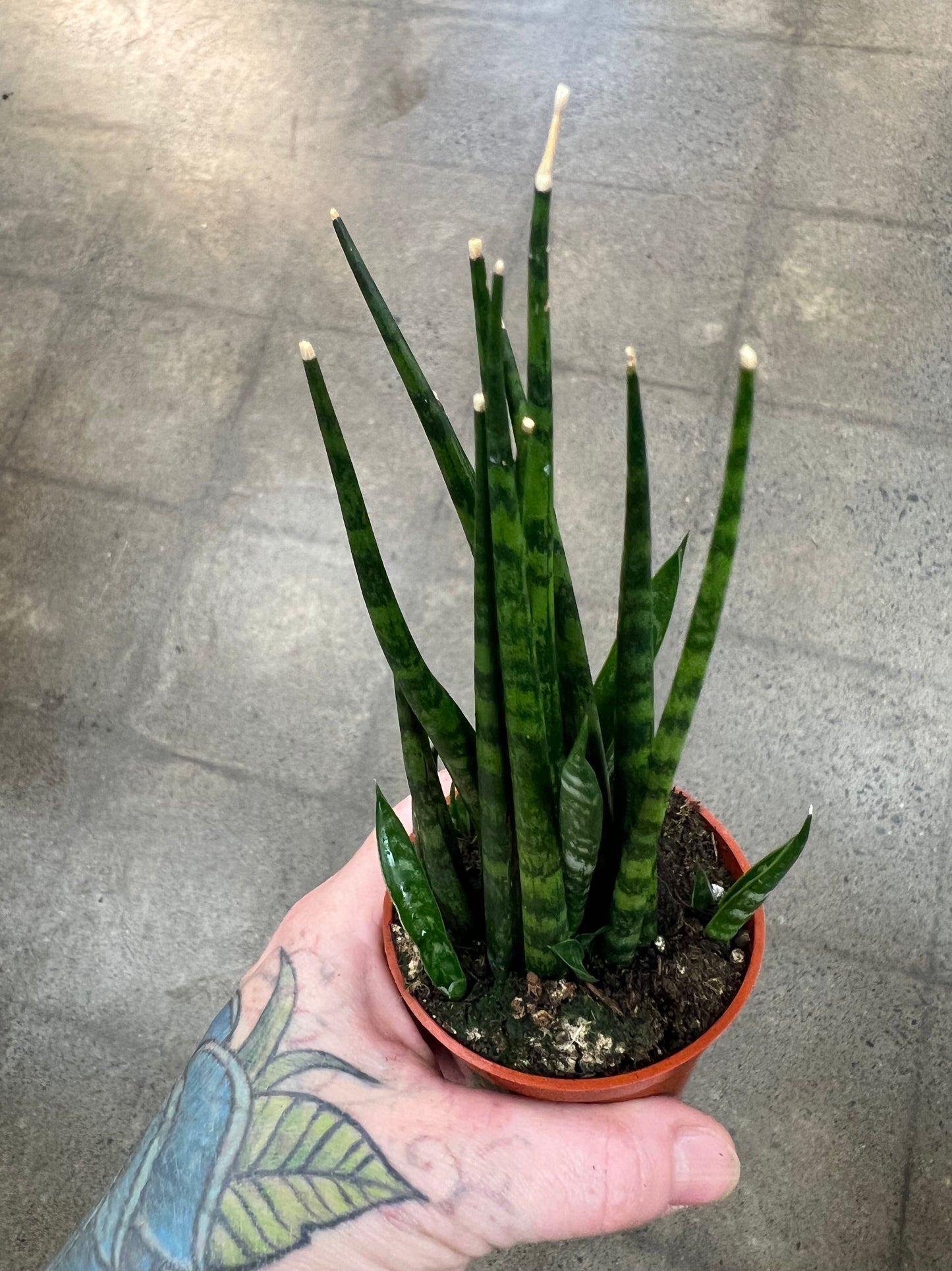 Sansevieria Mikado Fernwood