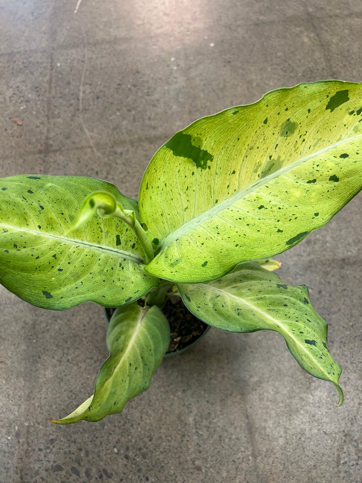 Dieffenbachia Camouflage