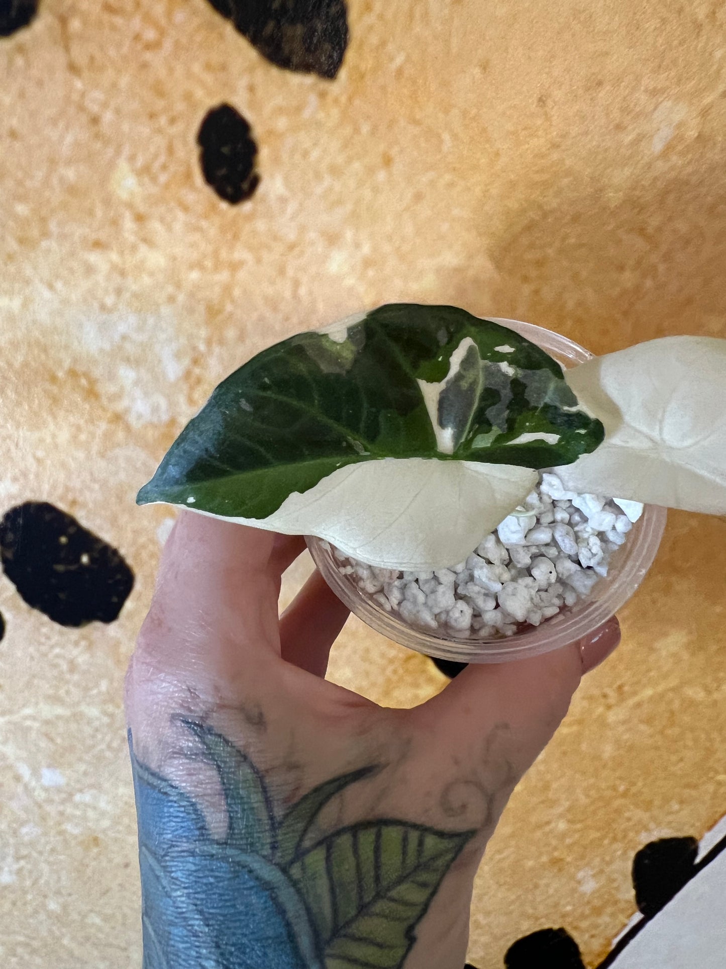 Alocasia Regal Shield Albo