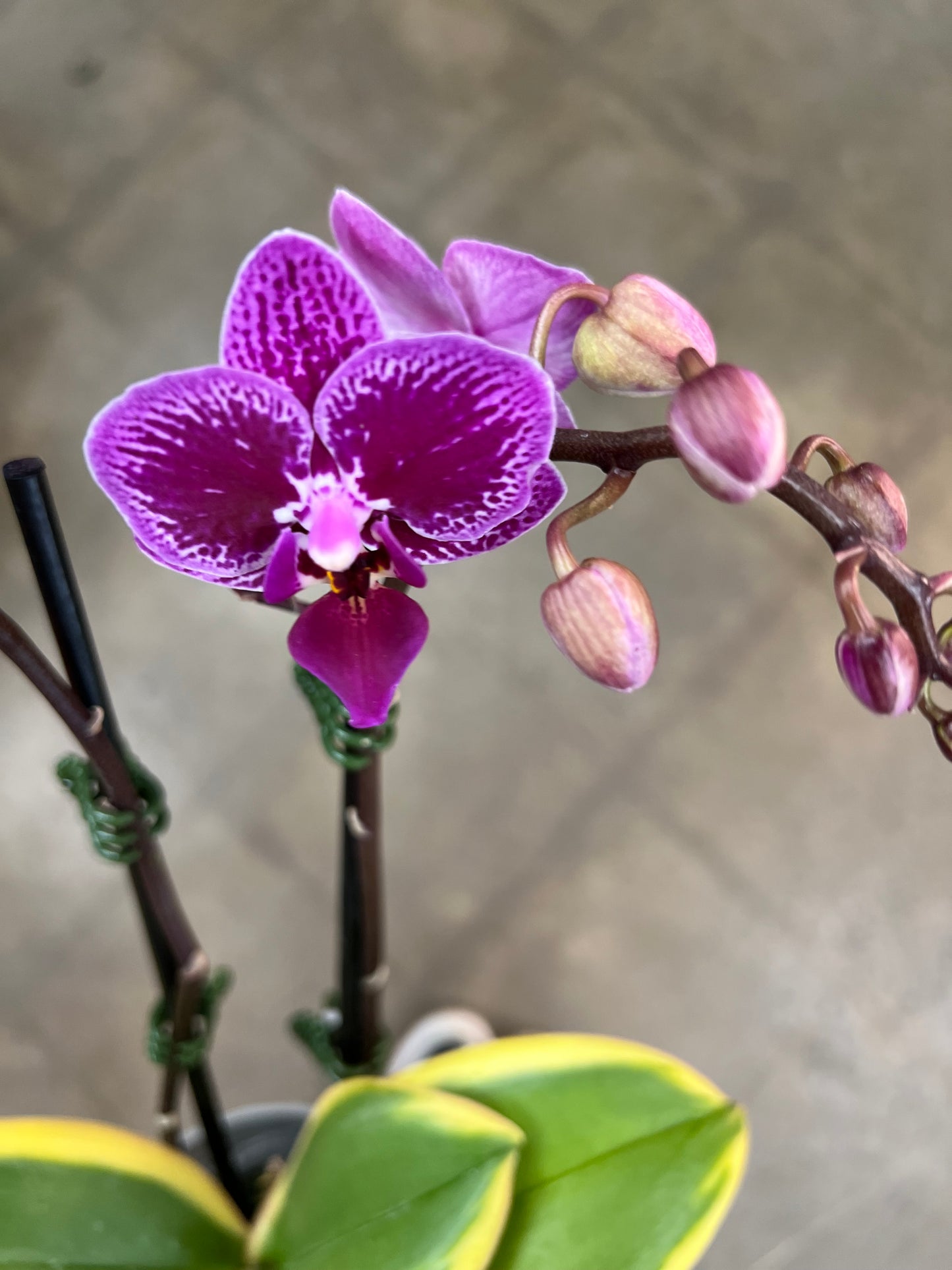 Variegated Orchid