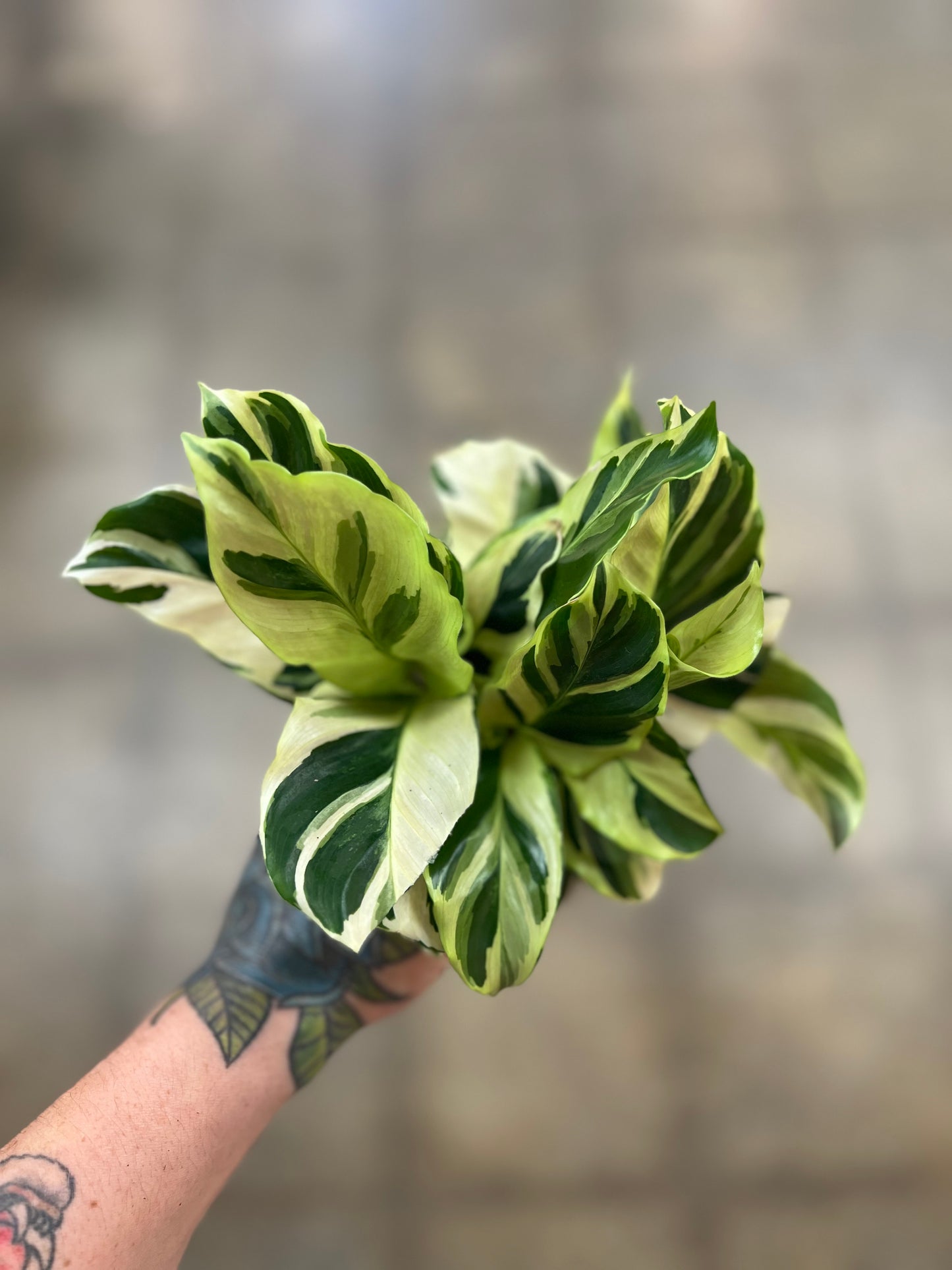 Calathea Yellow Fusion