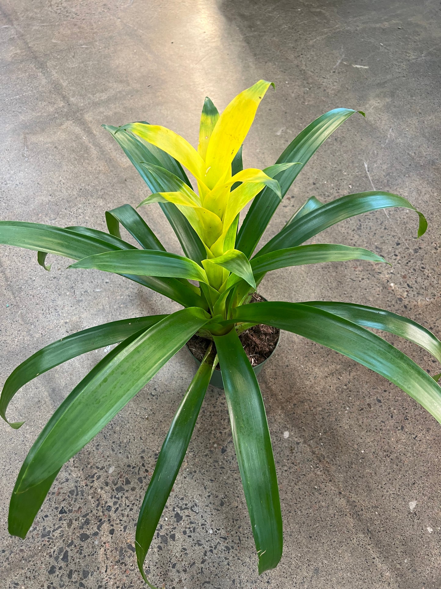Bromelia Asst.