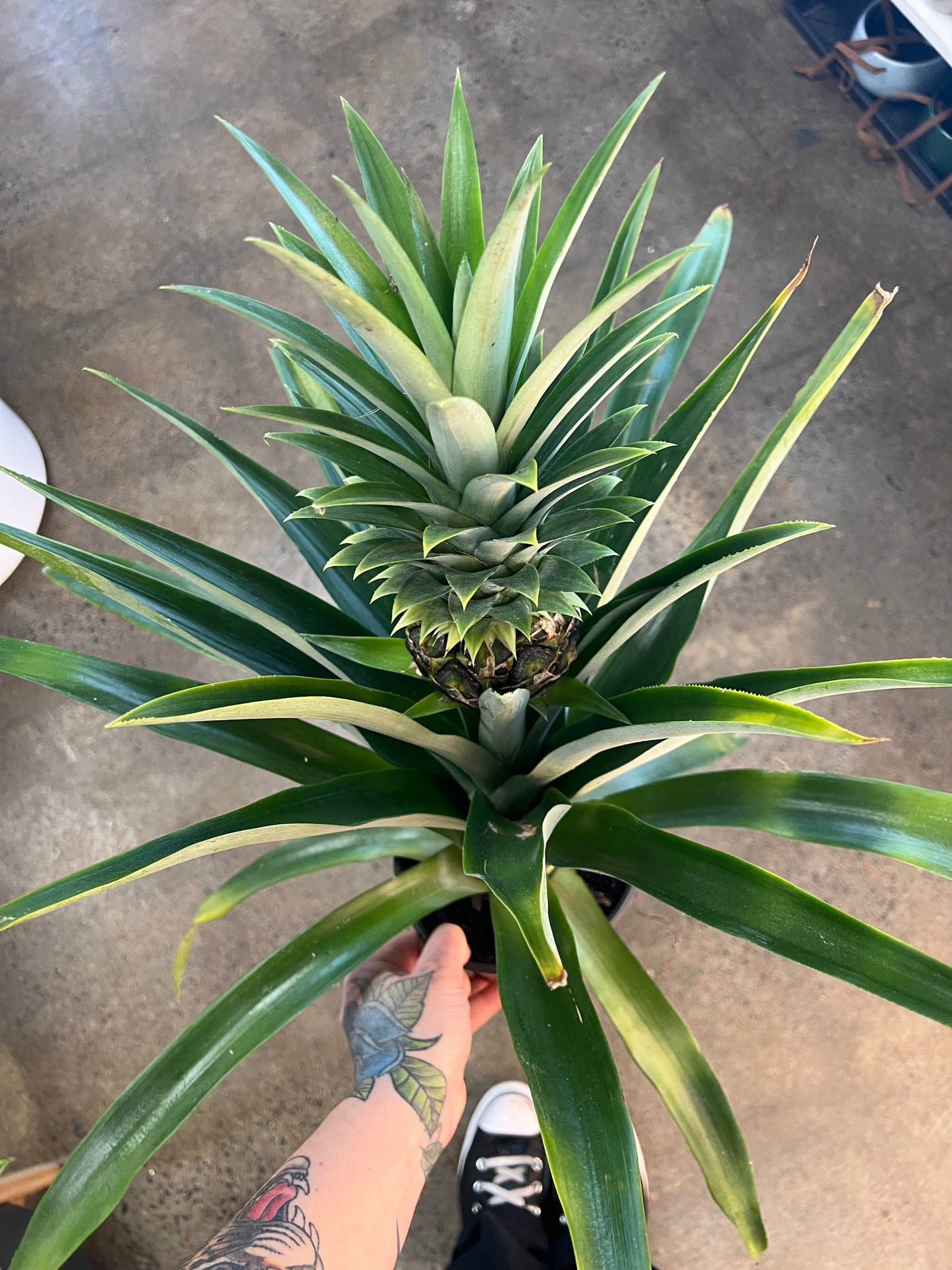 Ananas