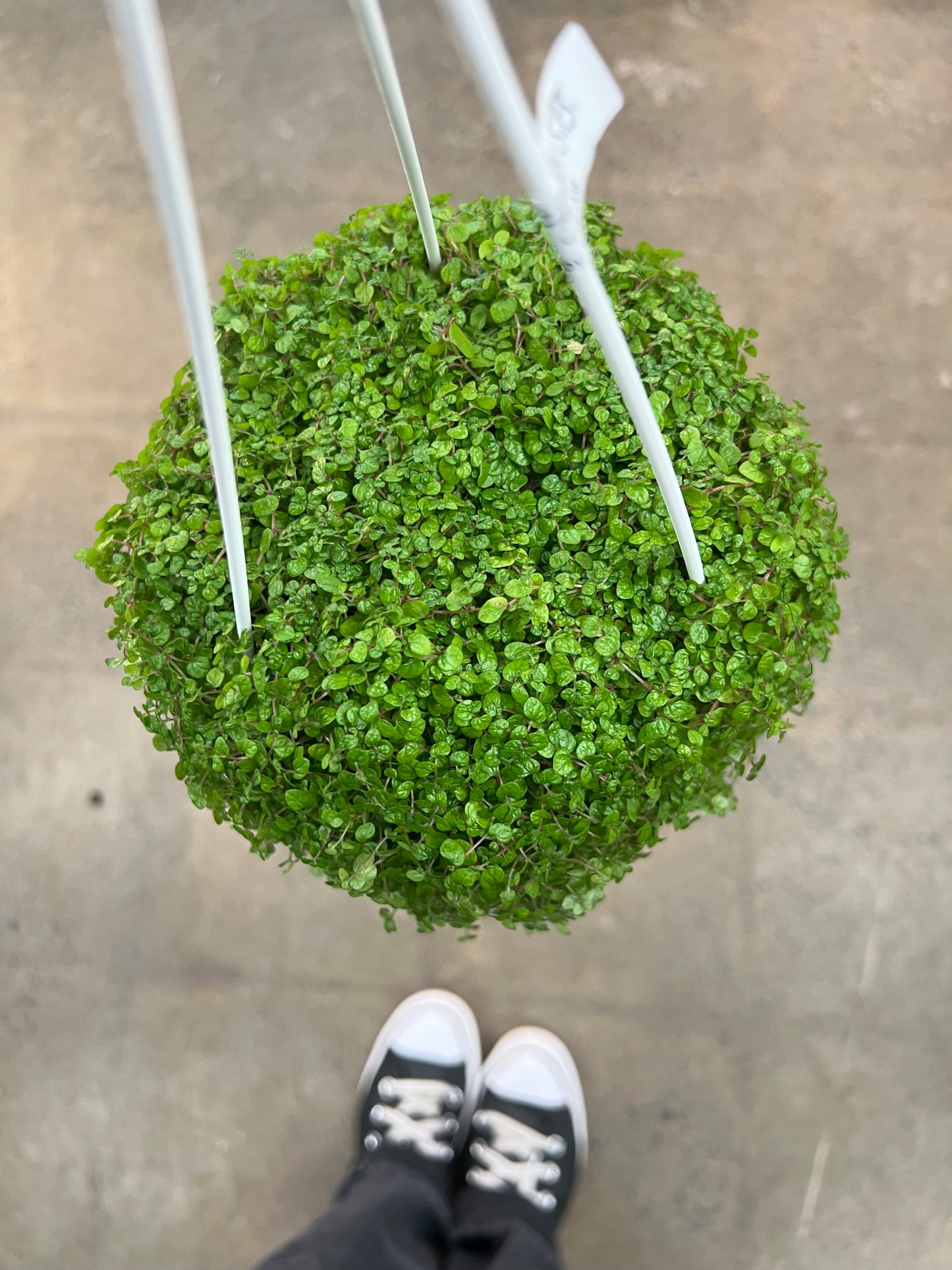 Pilea Baby Tears