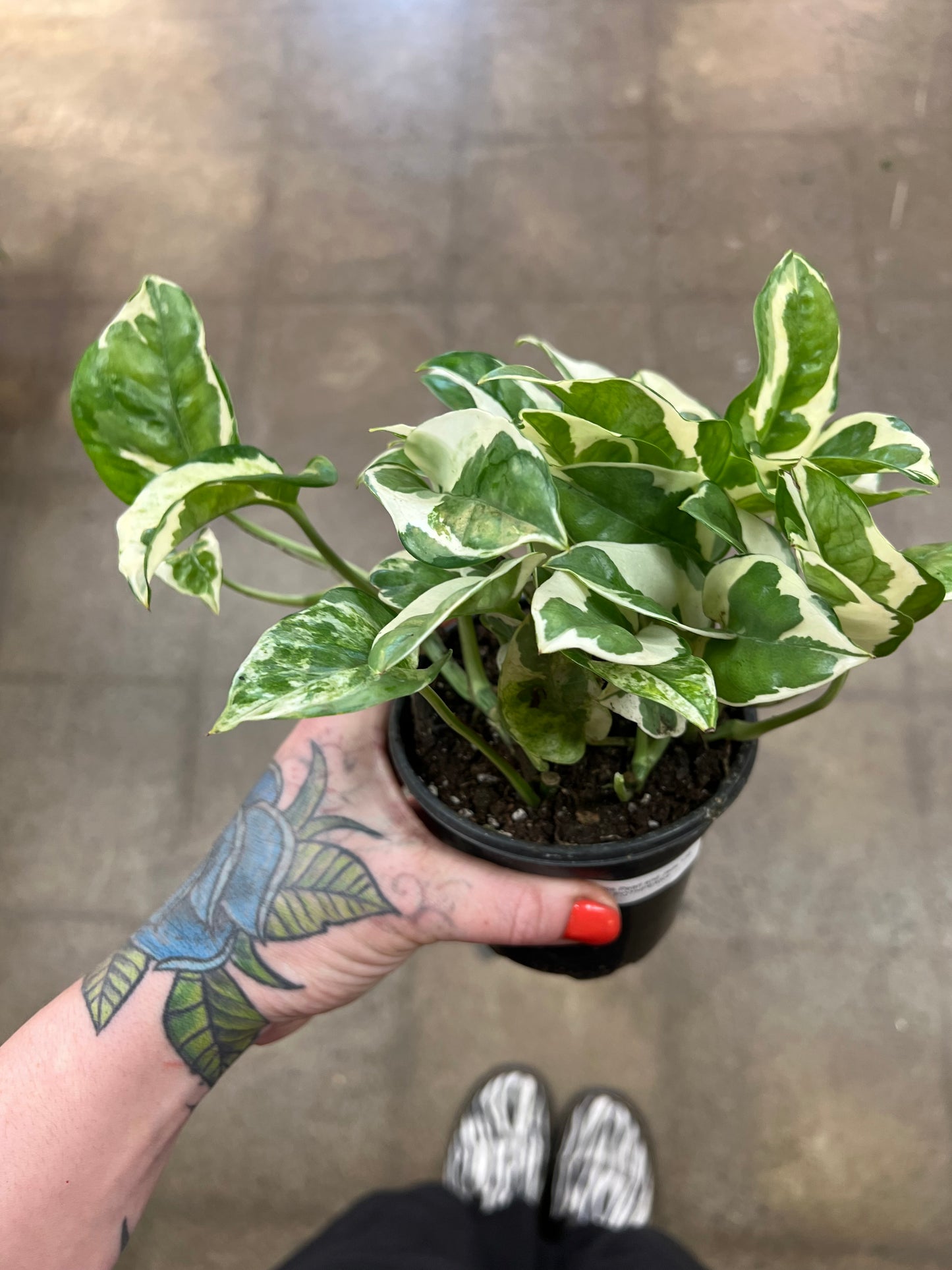 Pothos Pearl and Jade