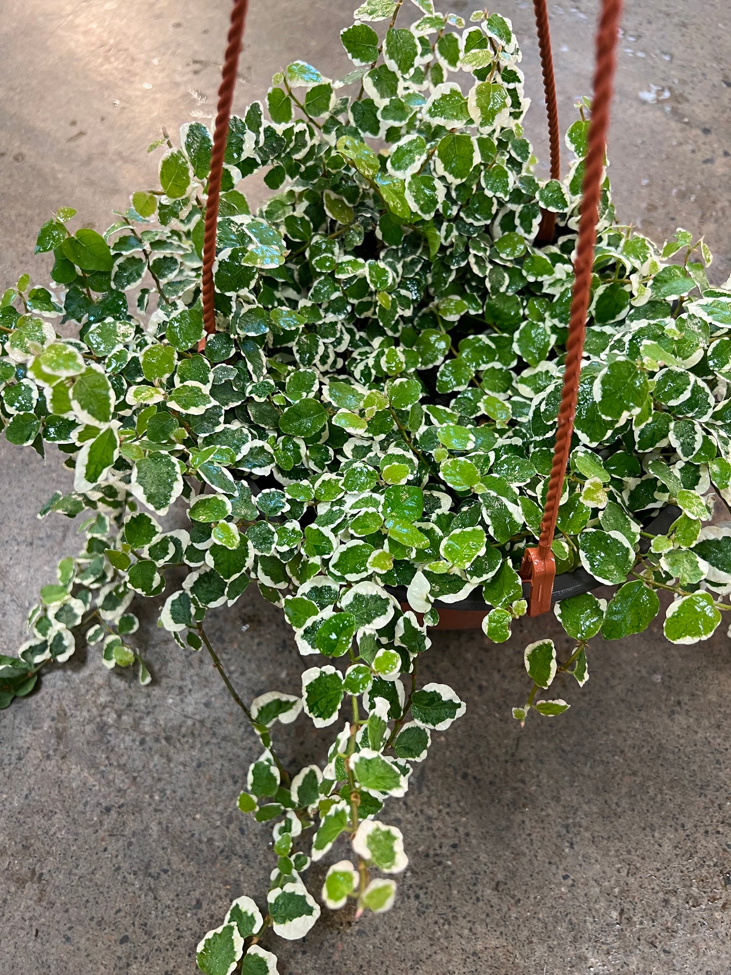 Variegated Ficus Pumila