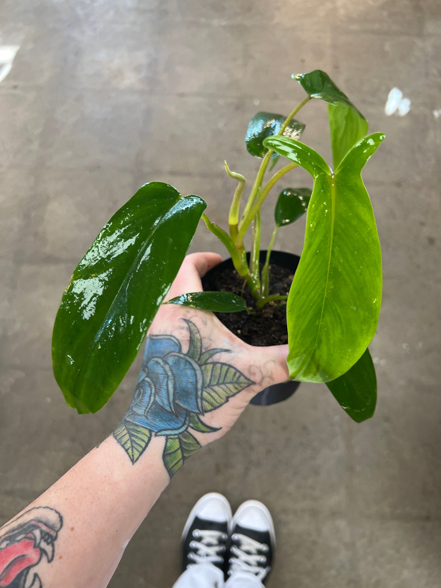 Philodendron Bette Waterbury