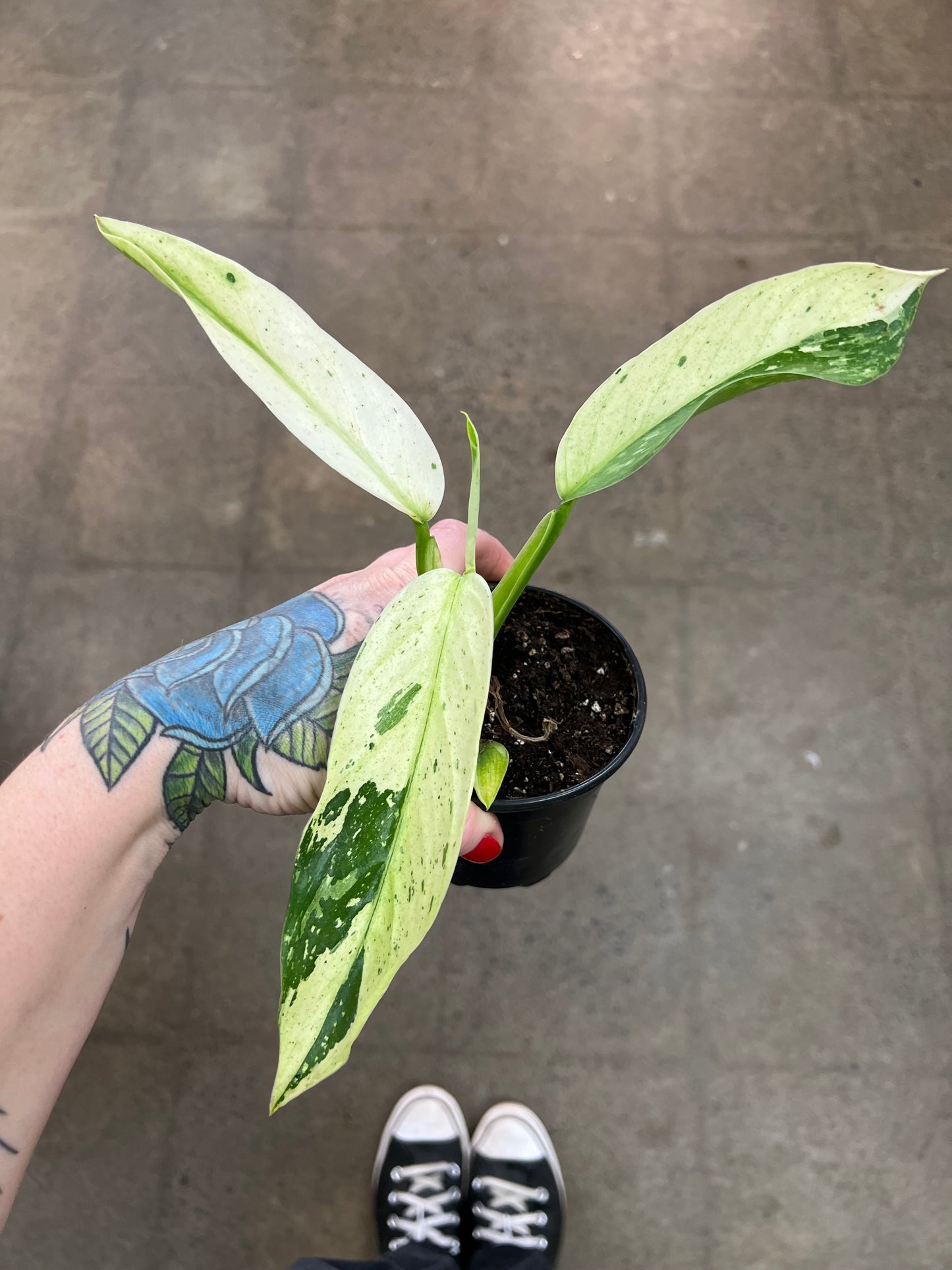 Philodendron Jose Bueno