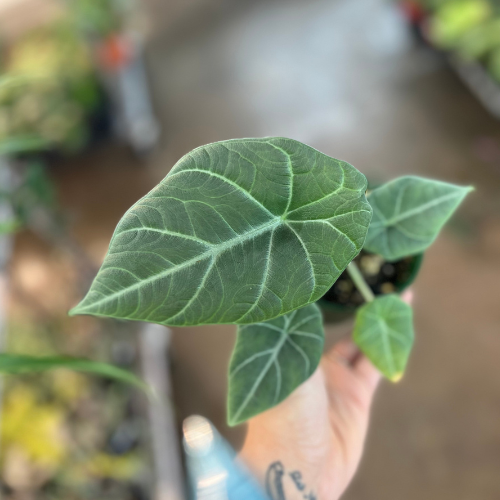 Alocasia Maharani