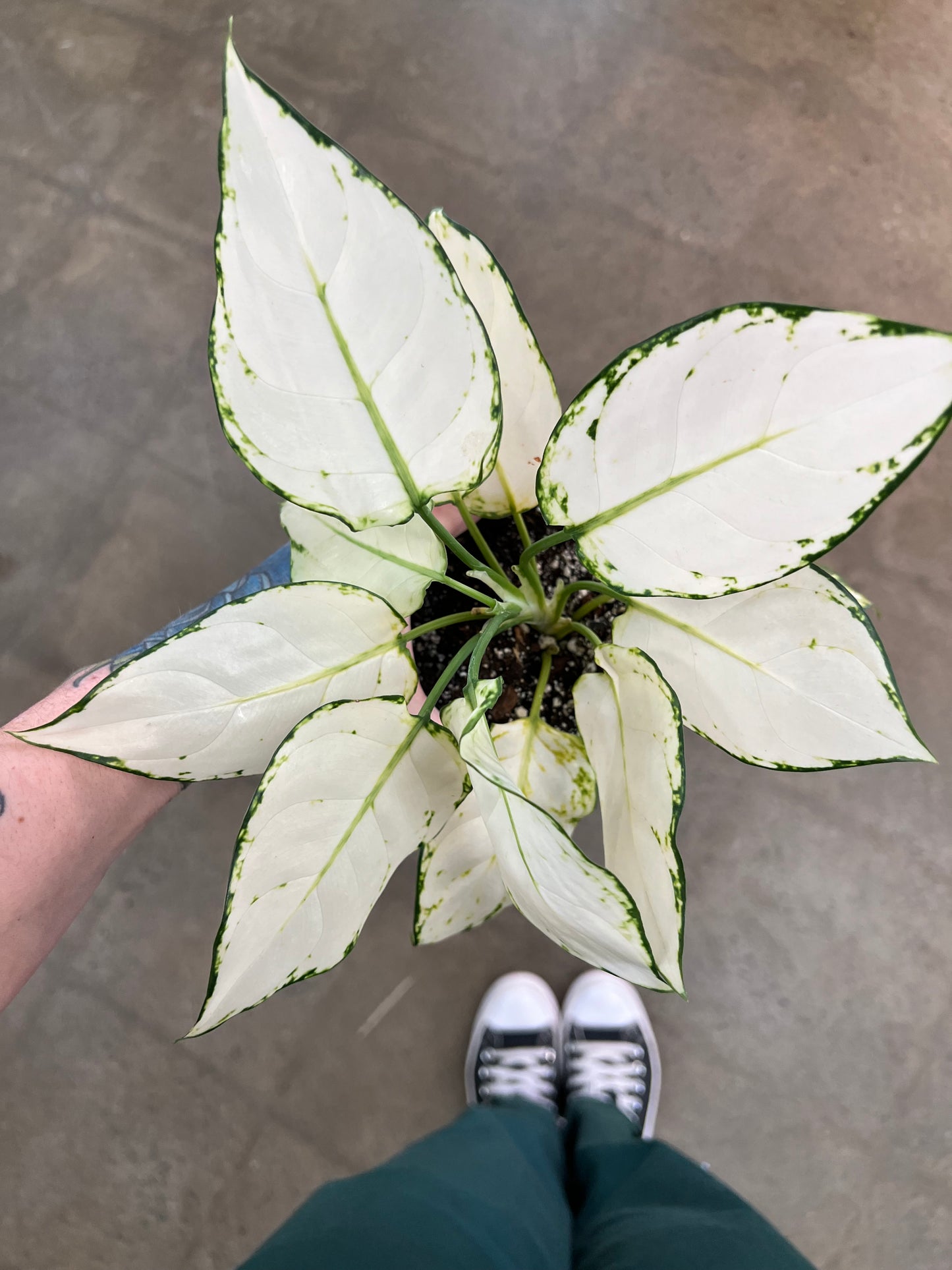 Aglaonema Super White