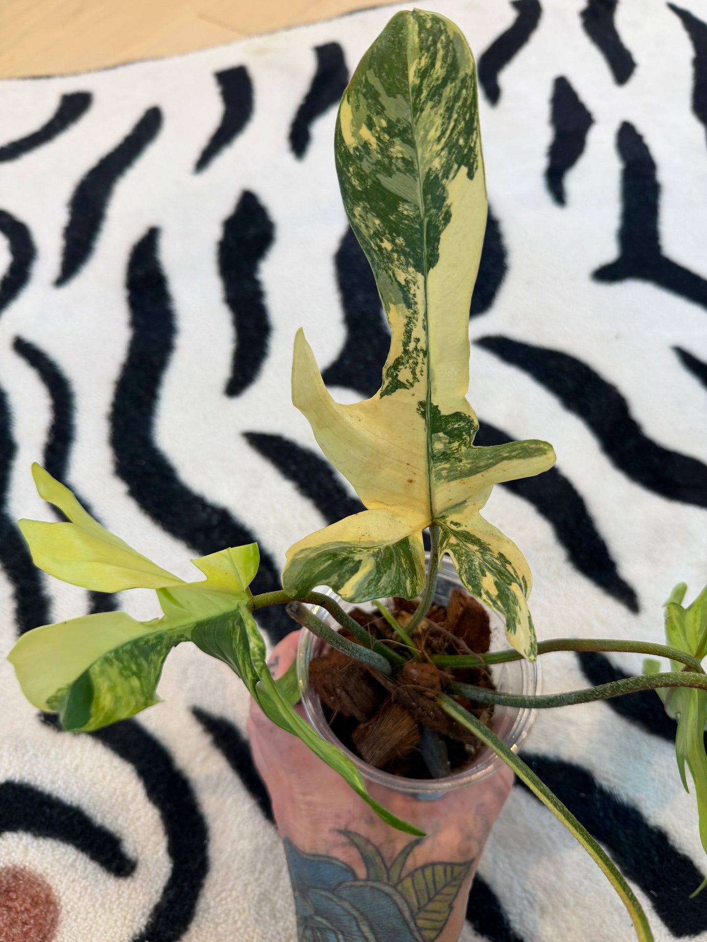 Philodendron Florida Beauty Variegated Medium #1