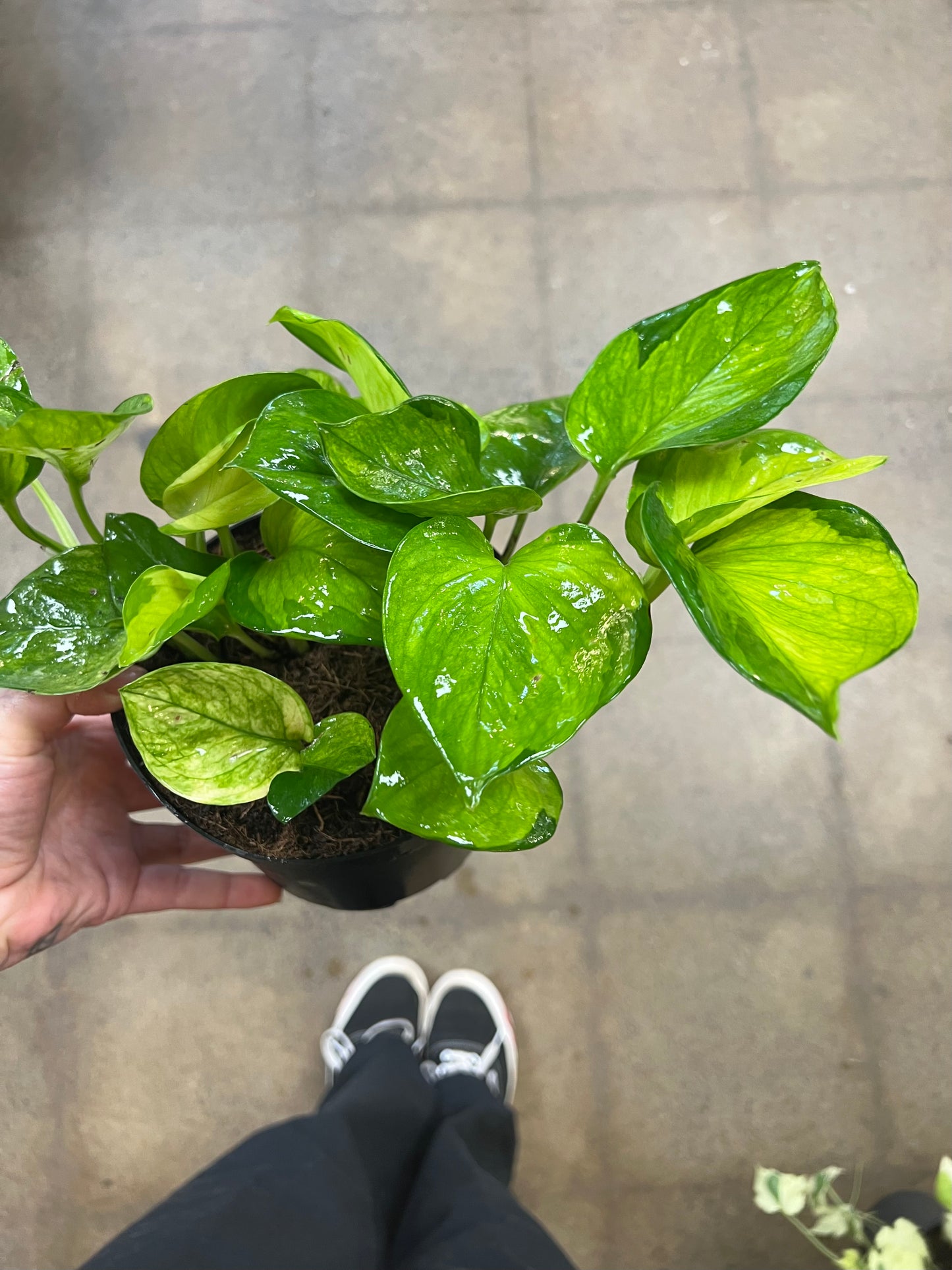 Pothos Lemon Top