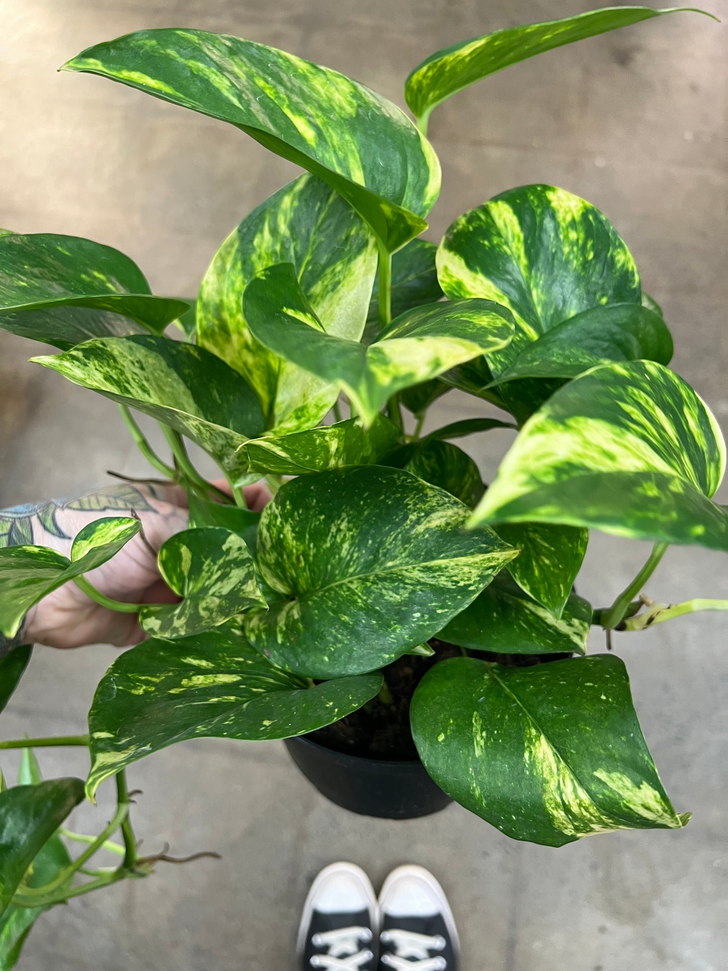 Pothos Doré