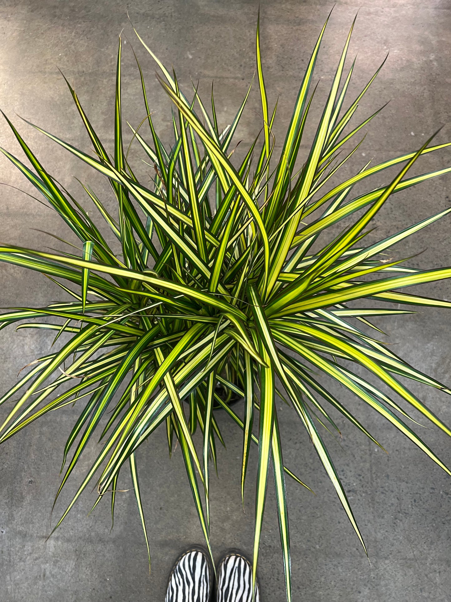 Dracaena Kiwi