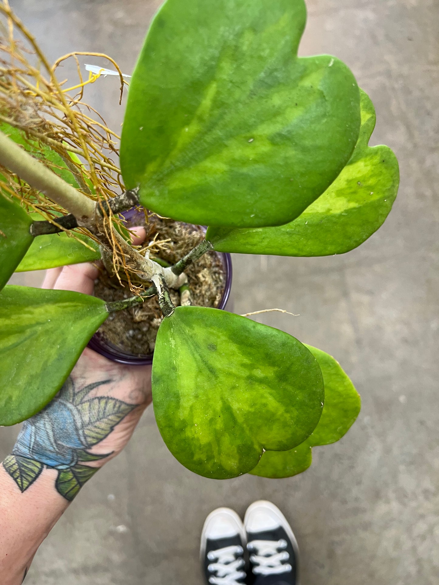 Hoya Kerrii New Moon