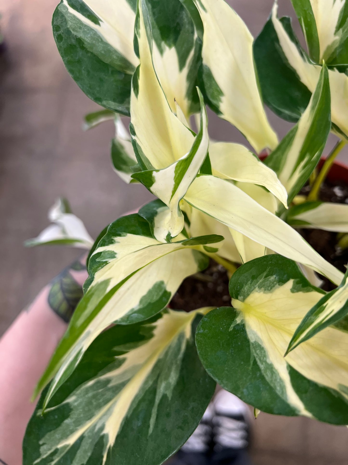 Pothos Manjula Mutant