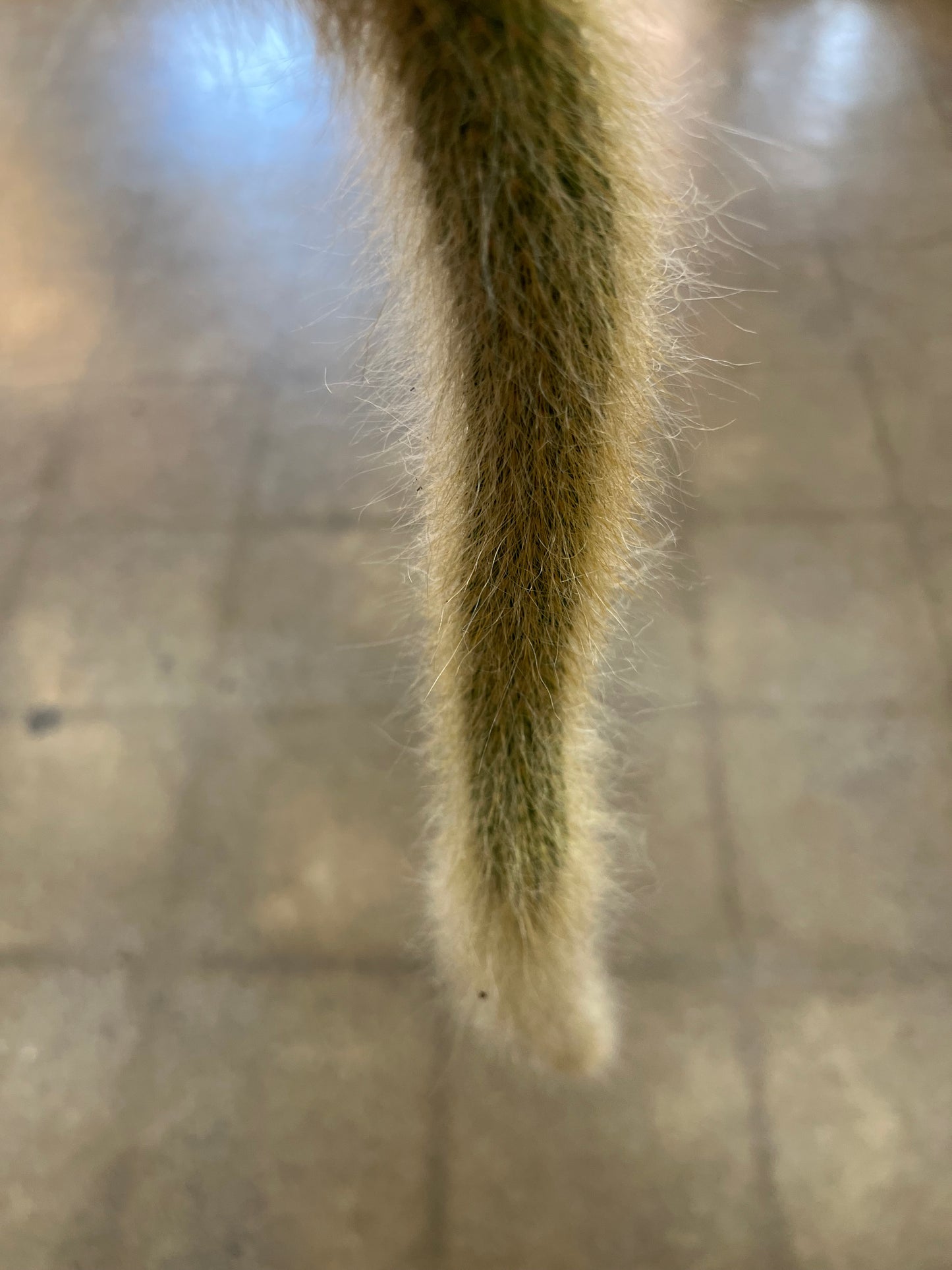 Hildewintera Colademononis / Monkey Tail