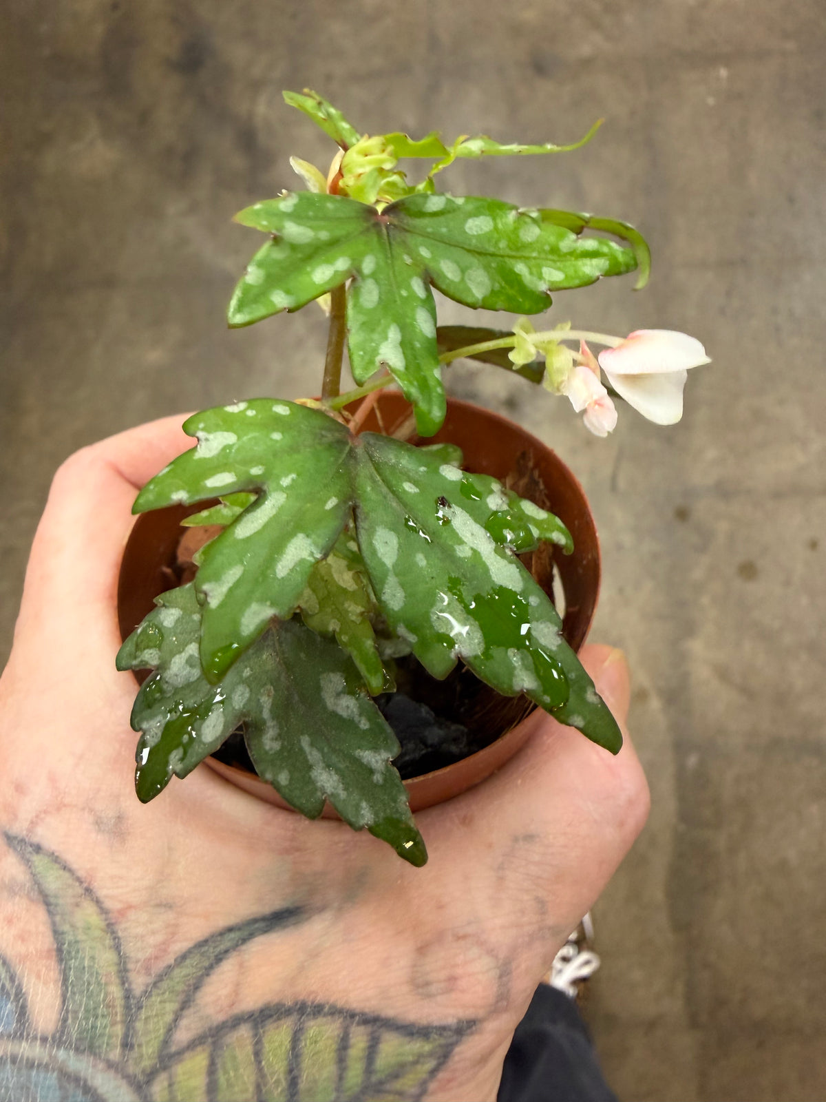 Bégonia Dregei