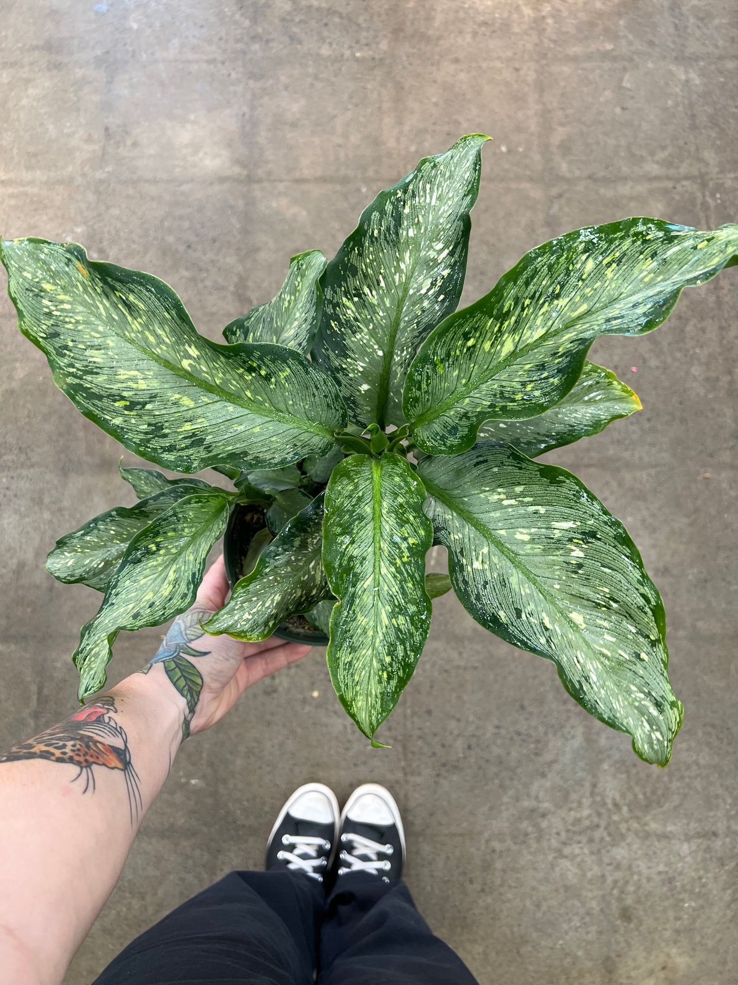 Diffenbachia Tiki