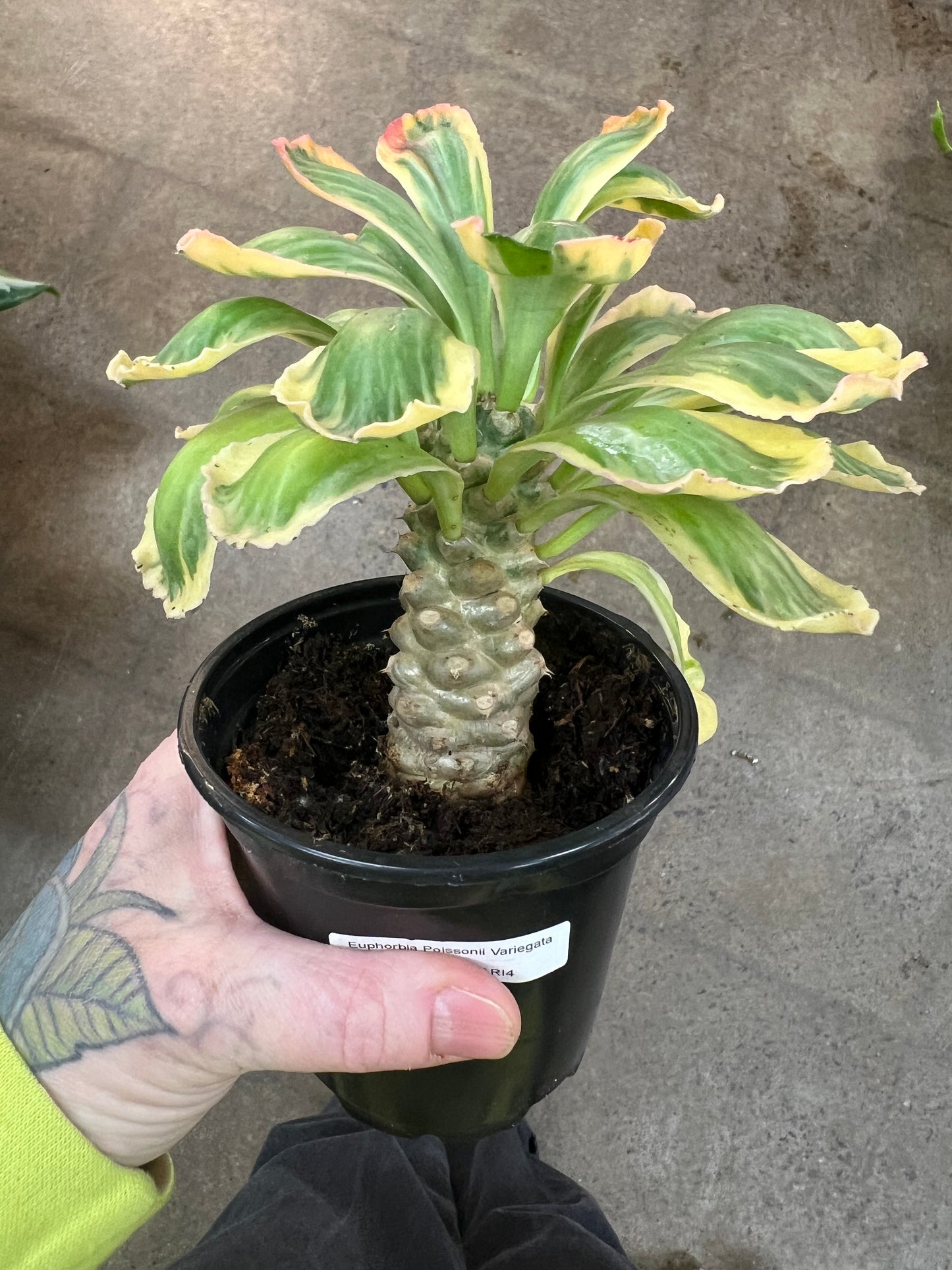Euphorbia Poissonii Variegata
