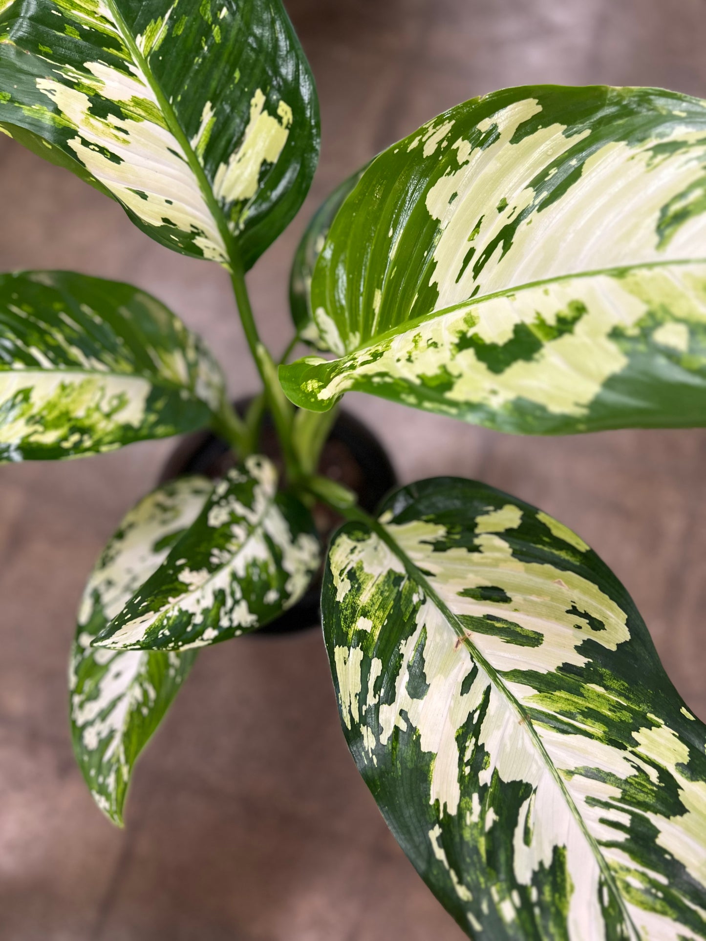 Dieffenbachia Puerto Rico