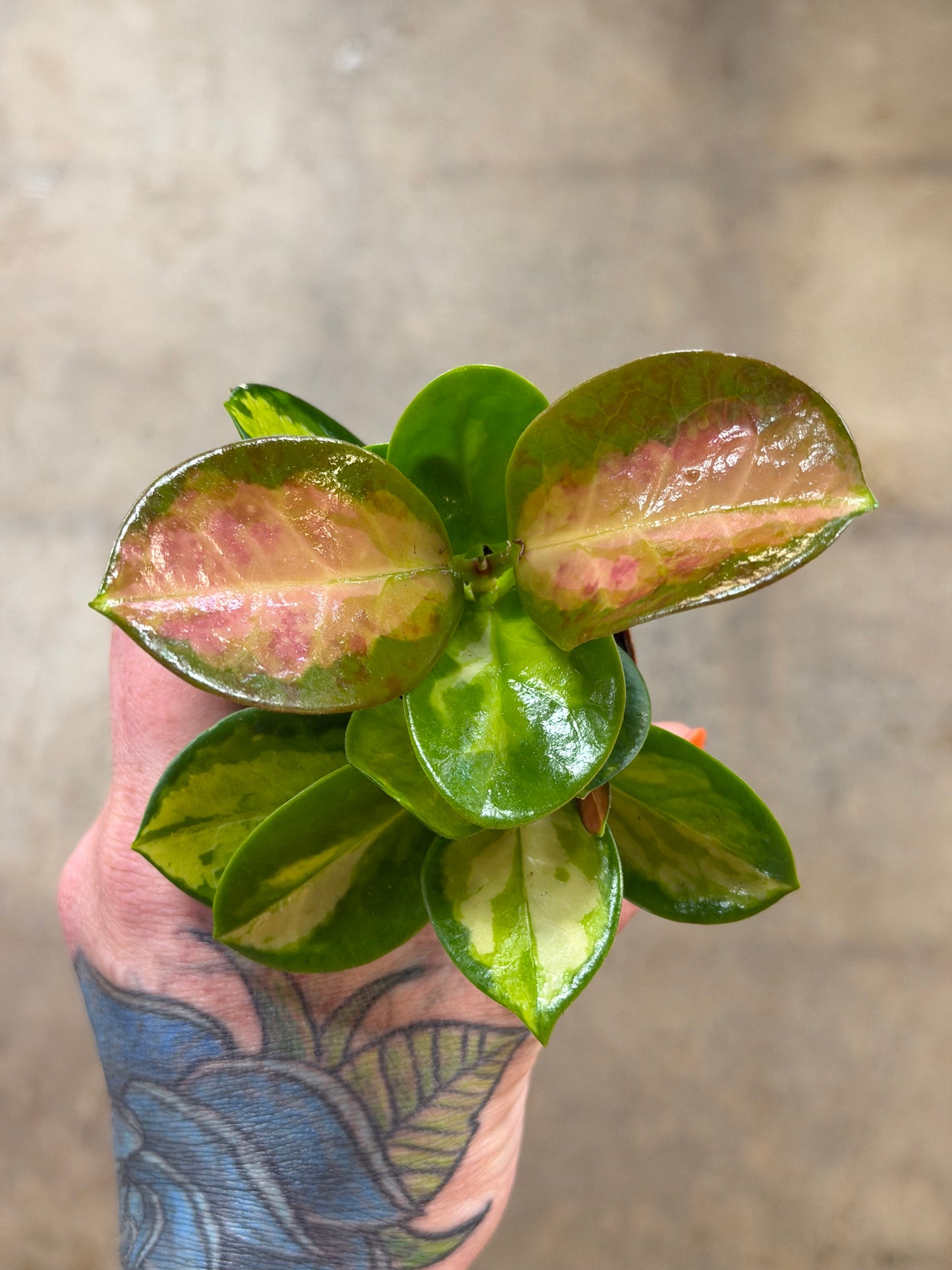 Hoya Australis Lisa